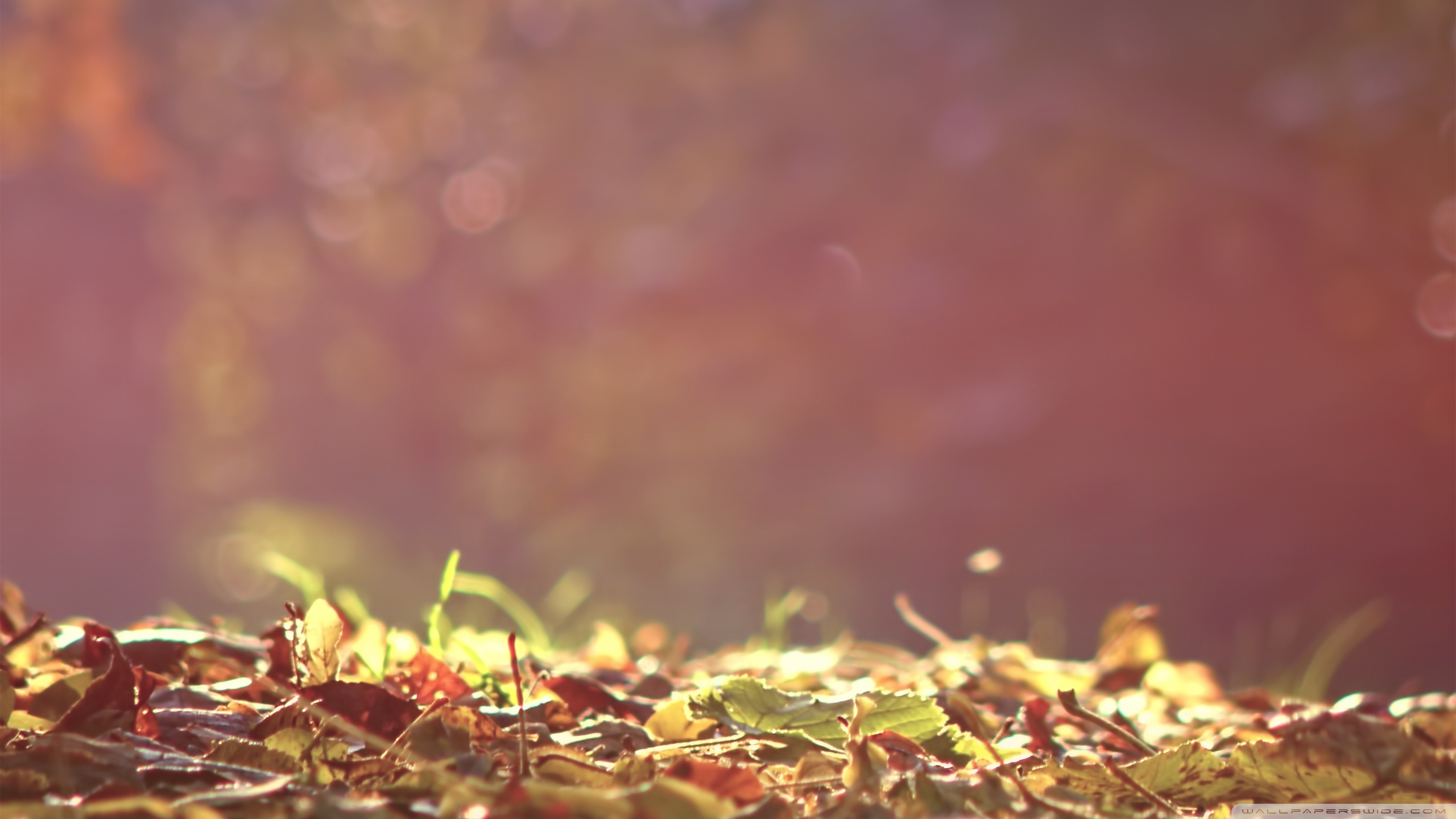 Free download wallpaper Autumn, Leaves, Background on your PC desktop