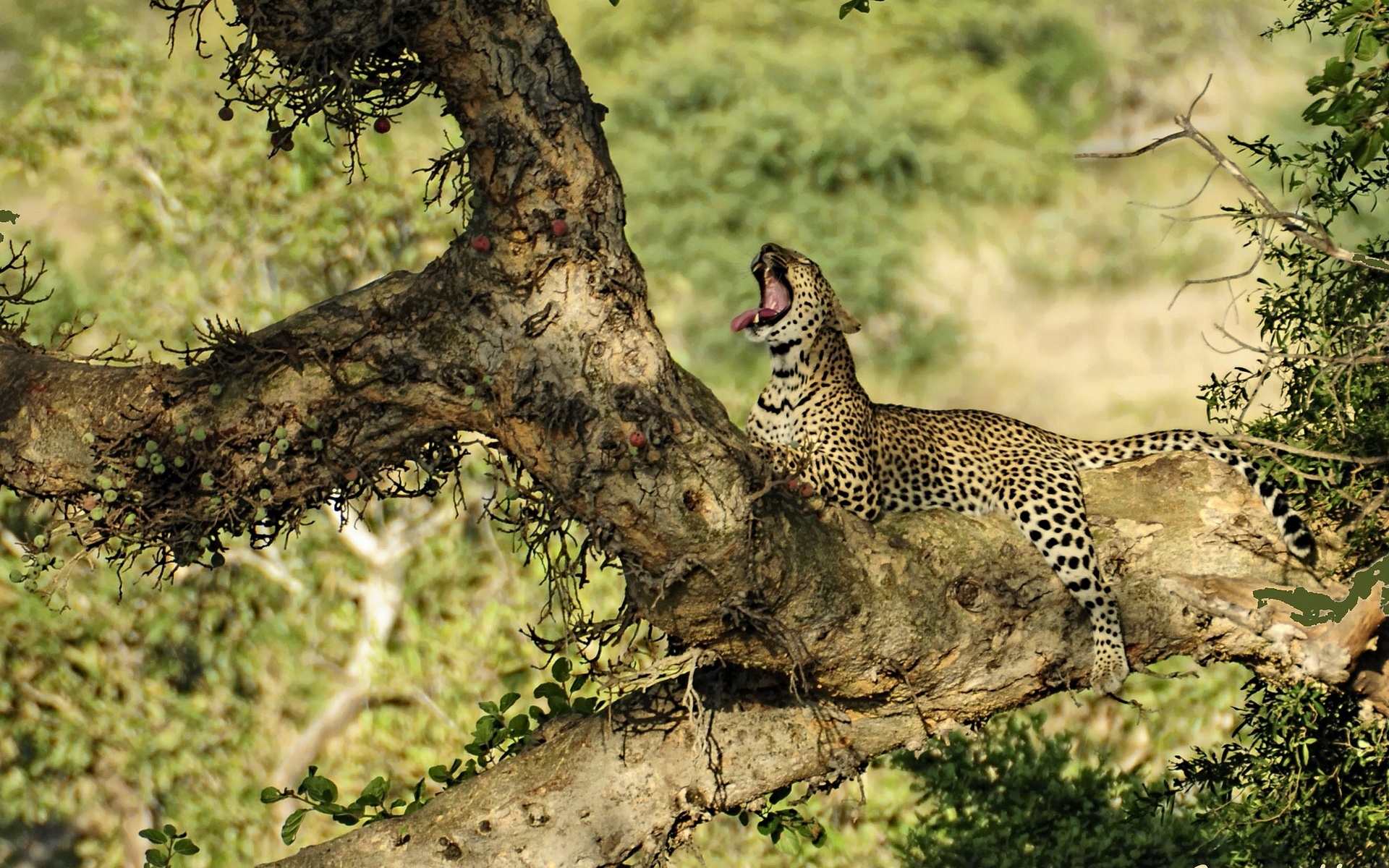 Descarga gratuita de fondo de pantalla para móvil de Jaguar, Gatos, Animales.