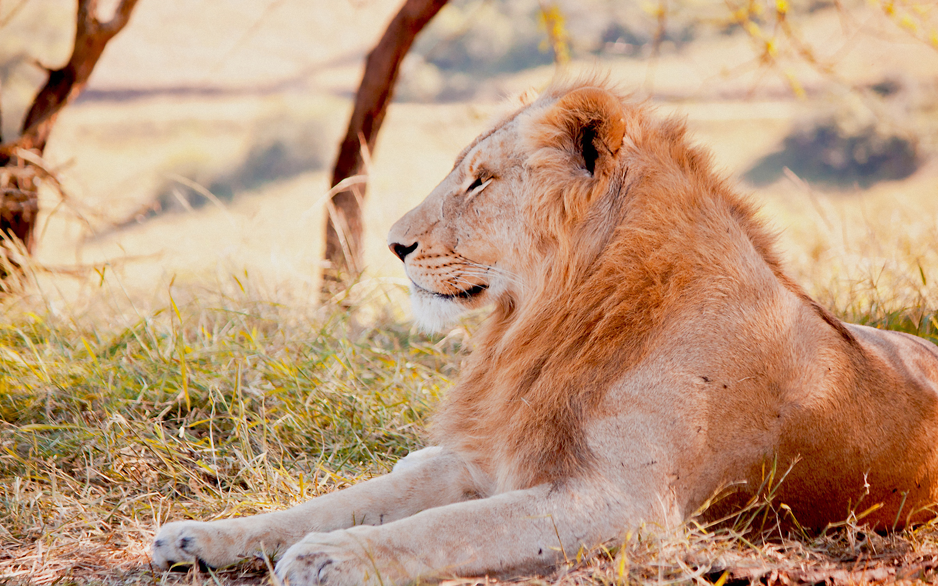 Téléchargez des papiers peints mobile Lion, Chats, Animaux gratuitement.