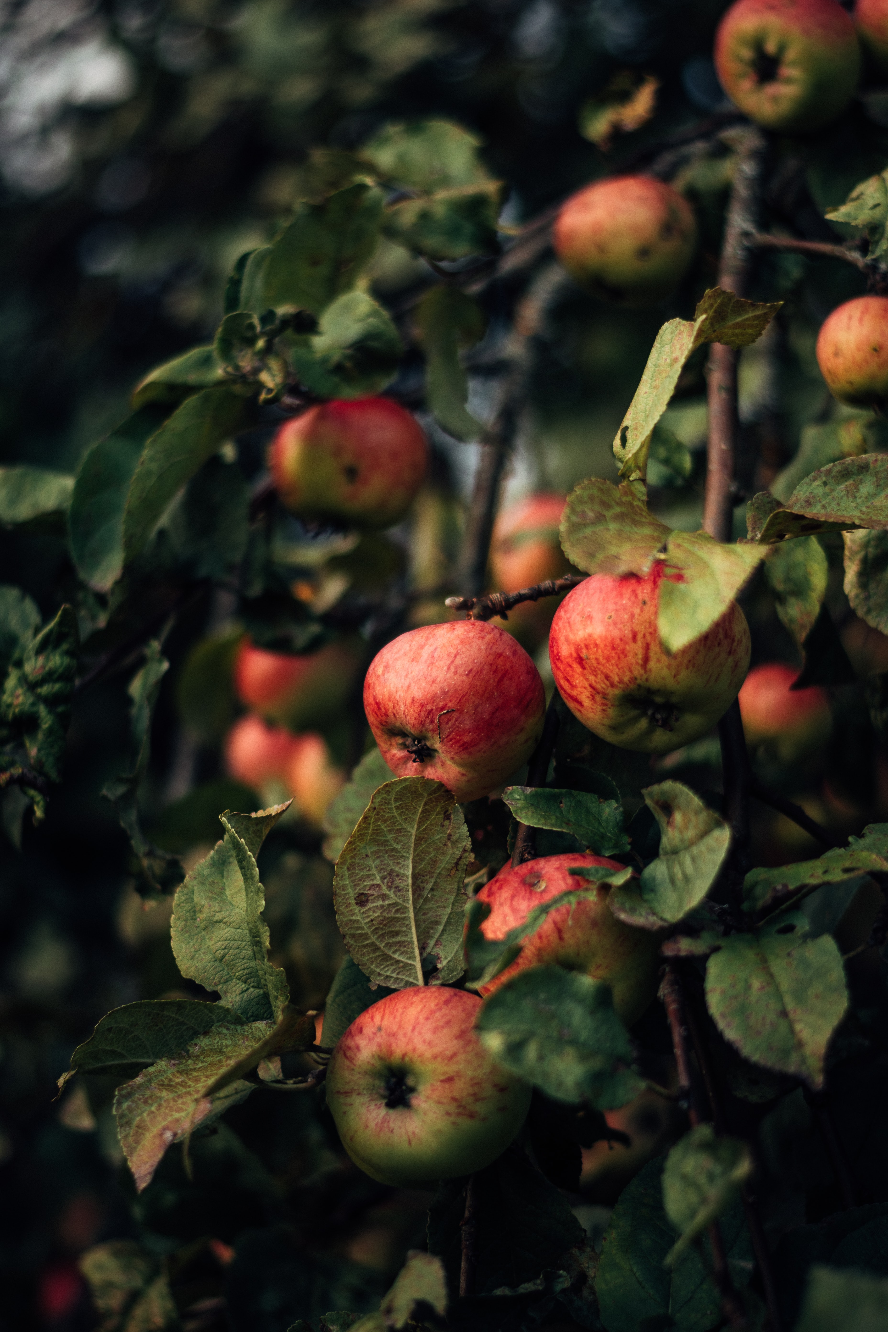 branches, apples, nature, red, fruit High Definition image