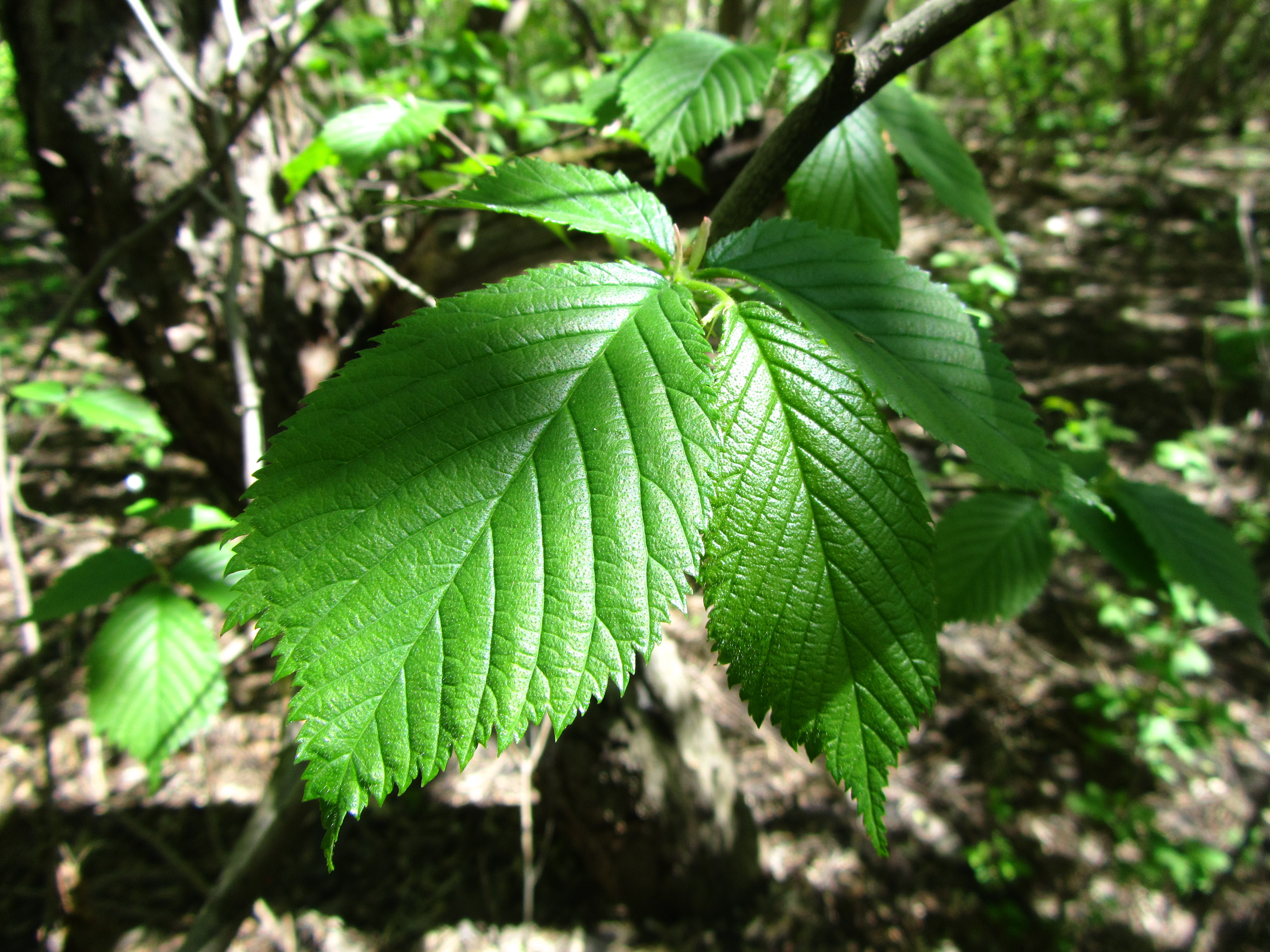 Free download wallpaper Leaf, Earth on your PC desktop