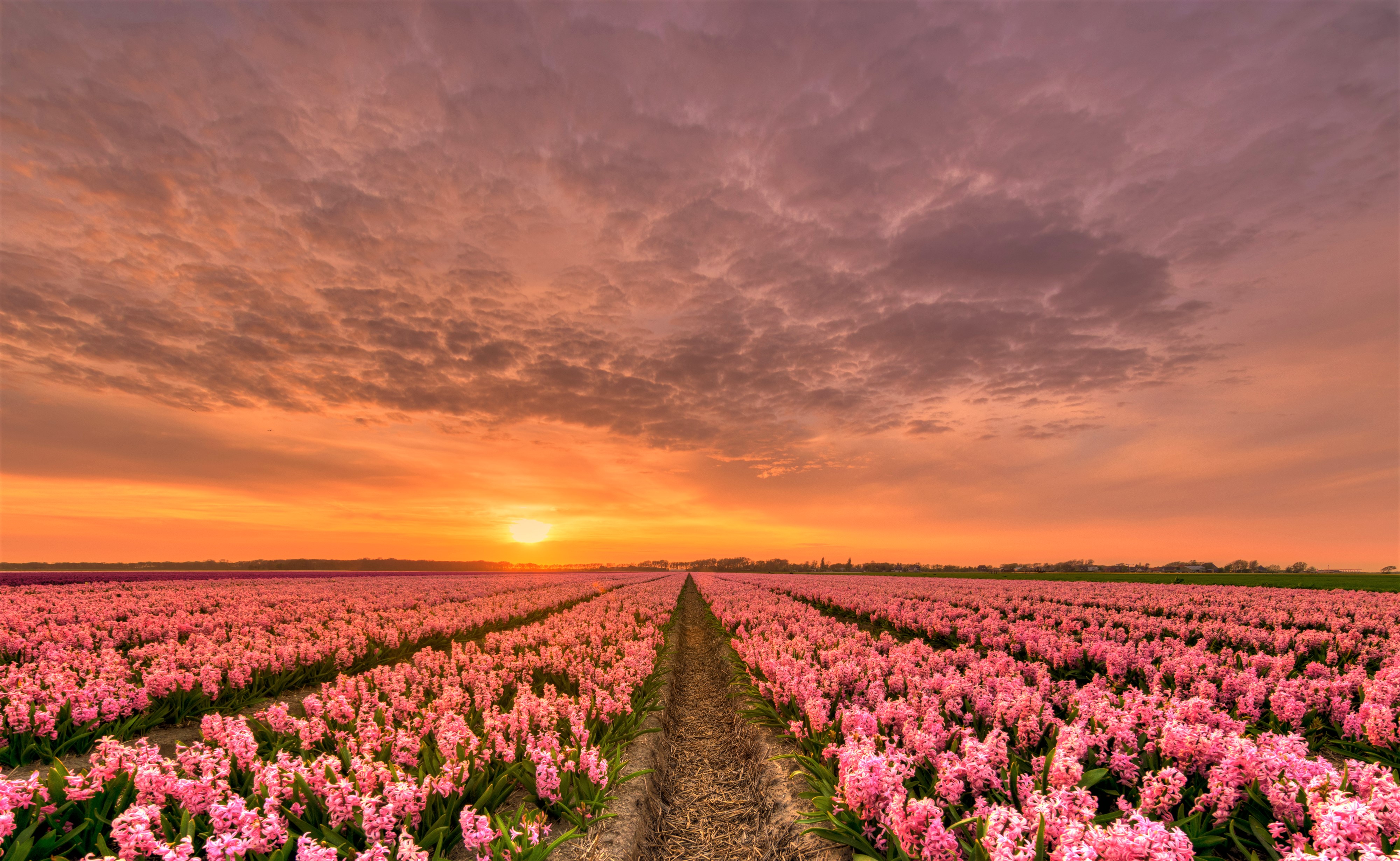 Download mobile wallpaper Flowers, Sunset, Hyacinth, Earth, Field, Pink Flower for free.