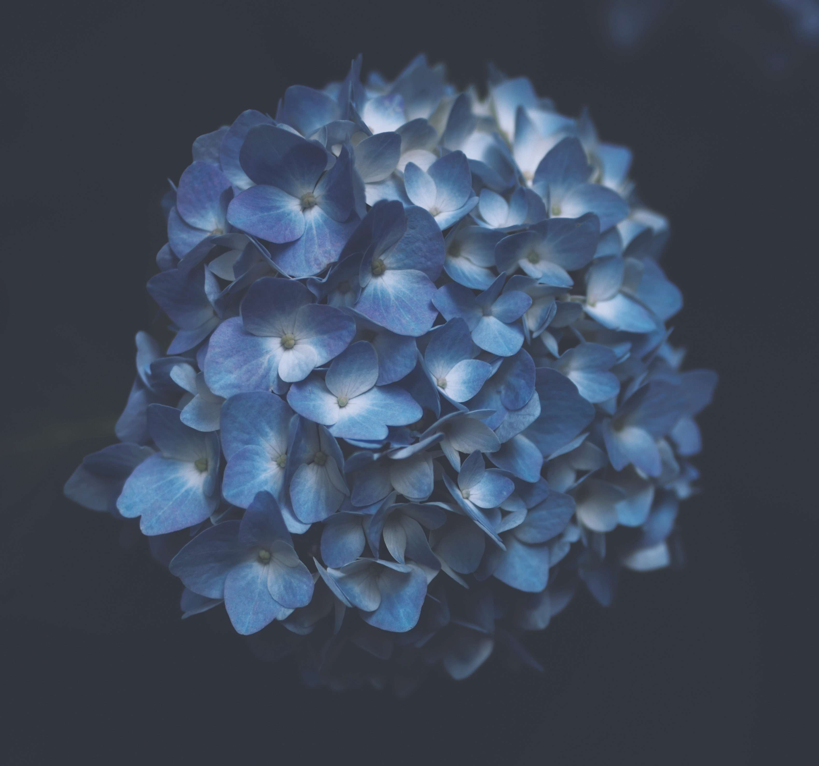 hydrangea, flowers, blue, macro, inflorescences, inflorescence