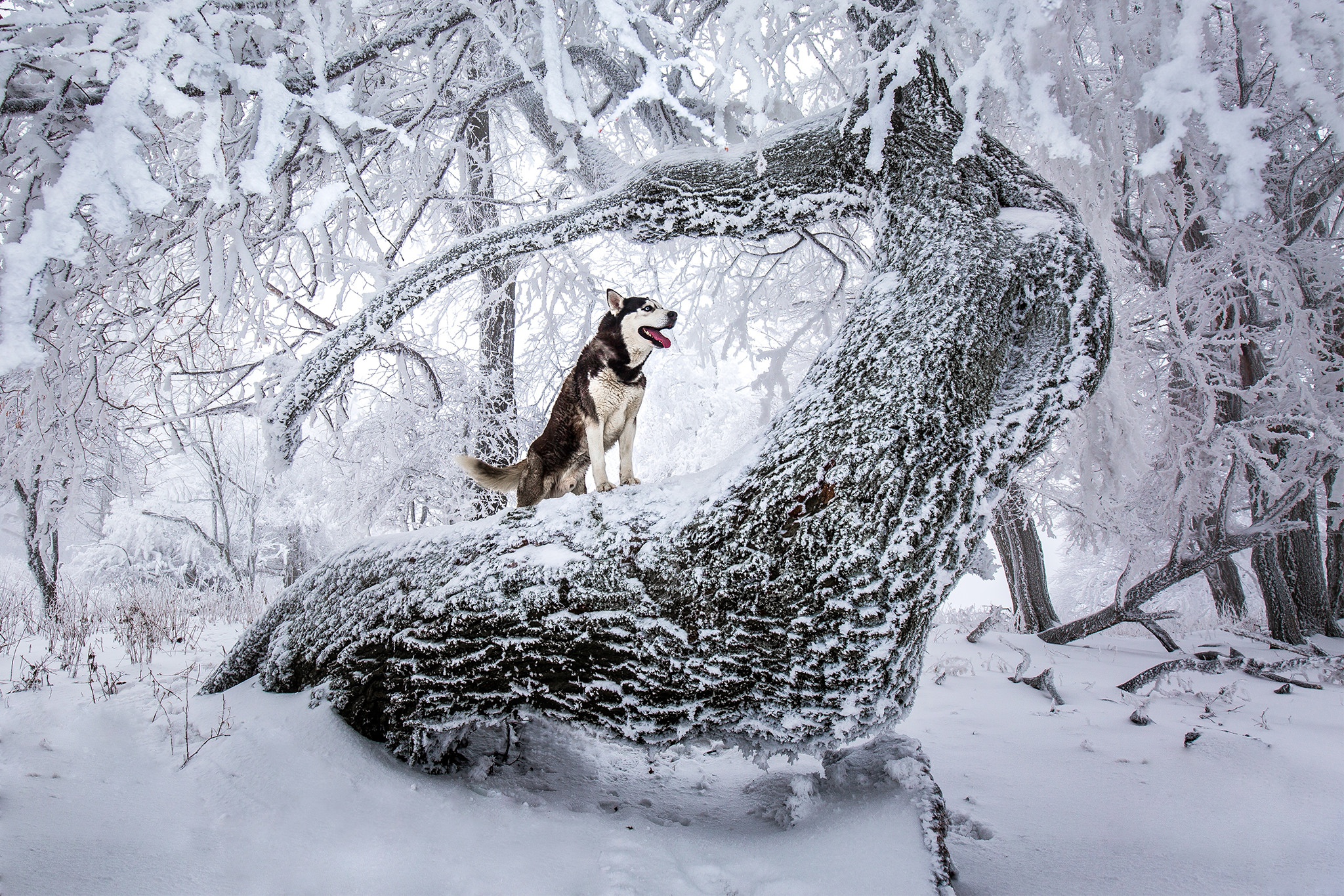 Скачать картинку Животные, Зима, Собаки, Снег, Дерево, Собака, Хаски в телефон бесплатно.