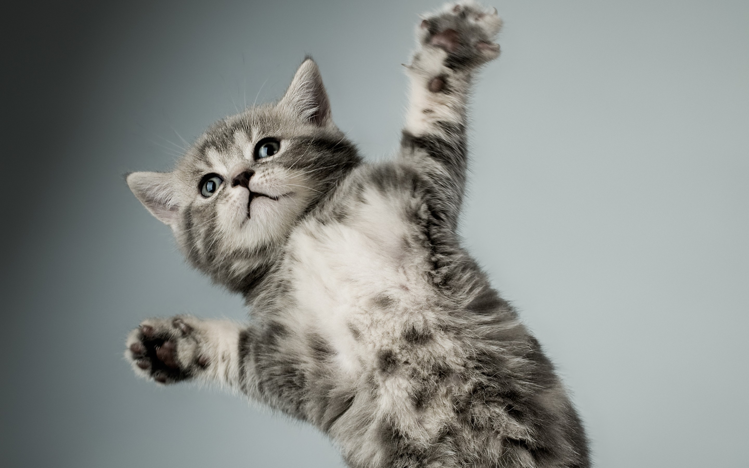 Free download wallpaper Animals, Kitty, Grey, Paws, Kitten, Cat on your PC desktop