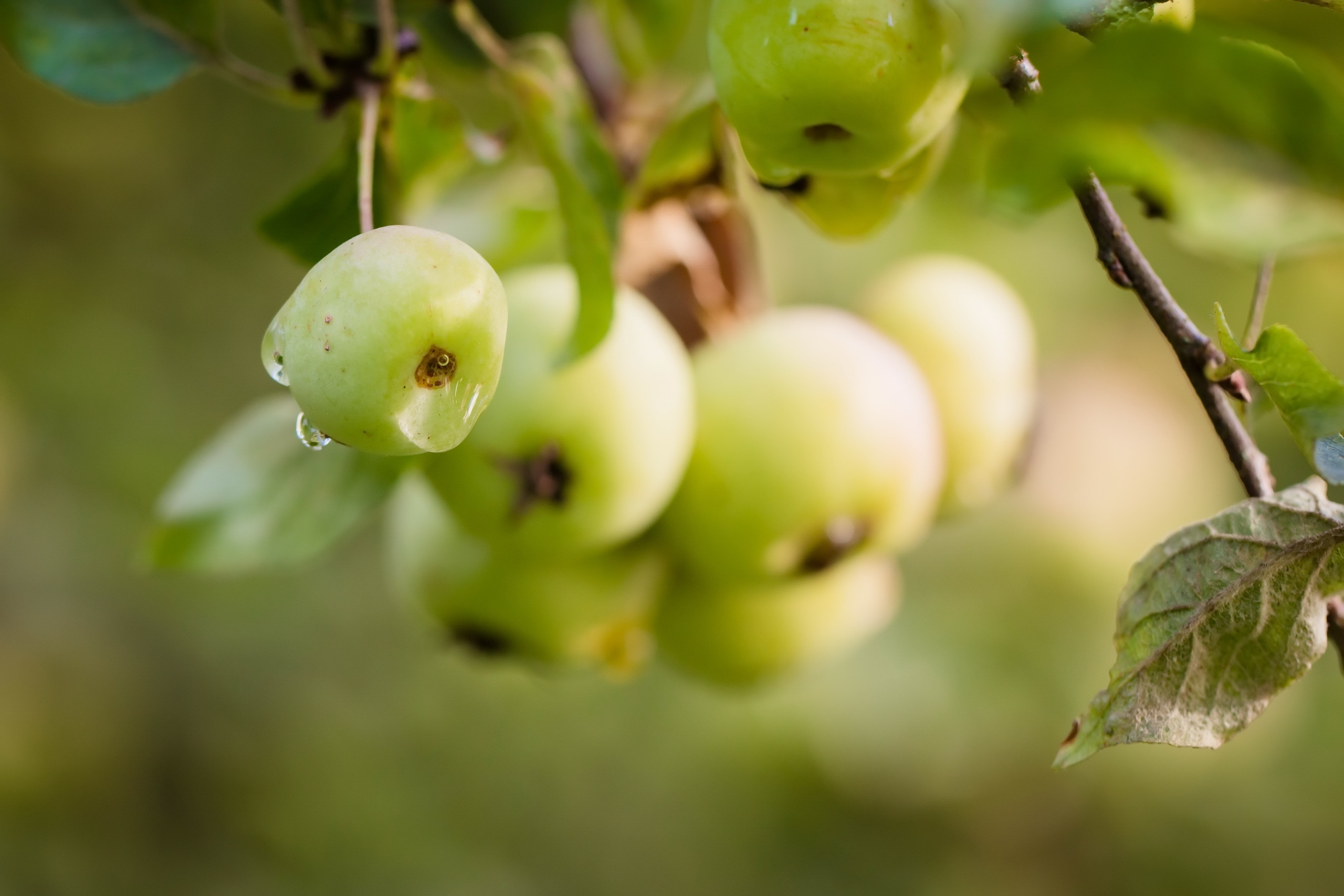 Download mobile wallpaper Fruits, Food, Apple, Blur, Branch, Water Drop for free.