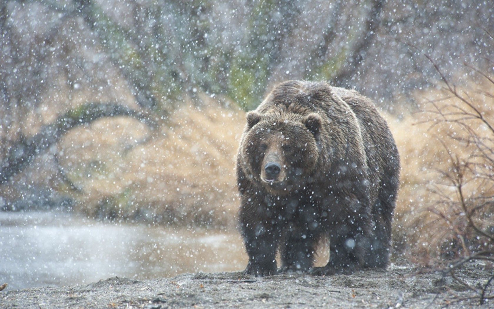 140827 descargar fondo de pantalla animales, nieve, soportar, oso, kamchatka: protectores de pantalla e imágenes gratis