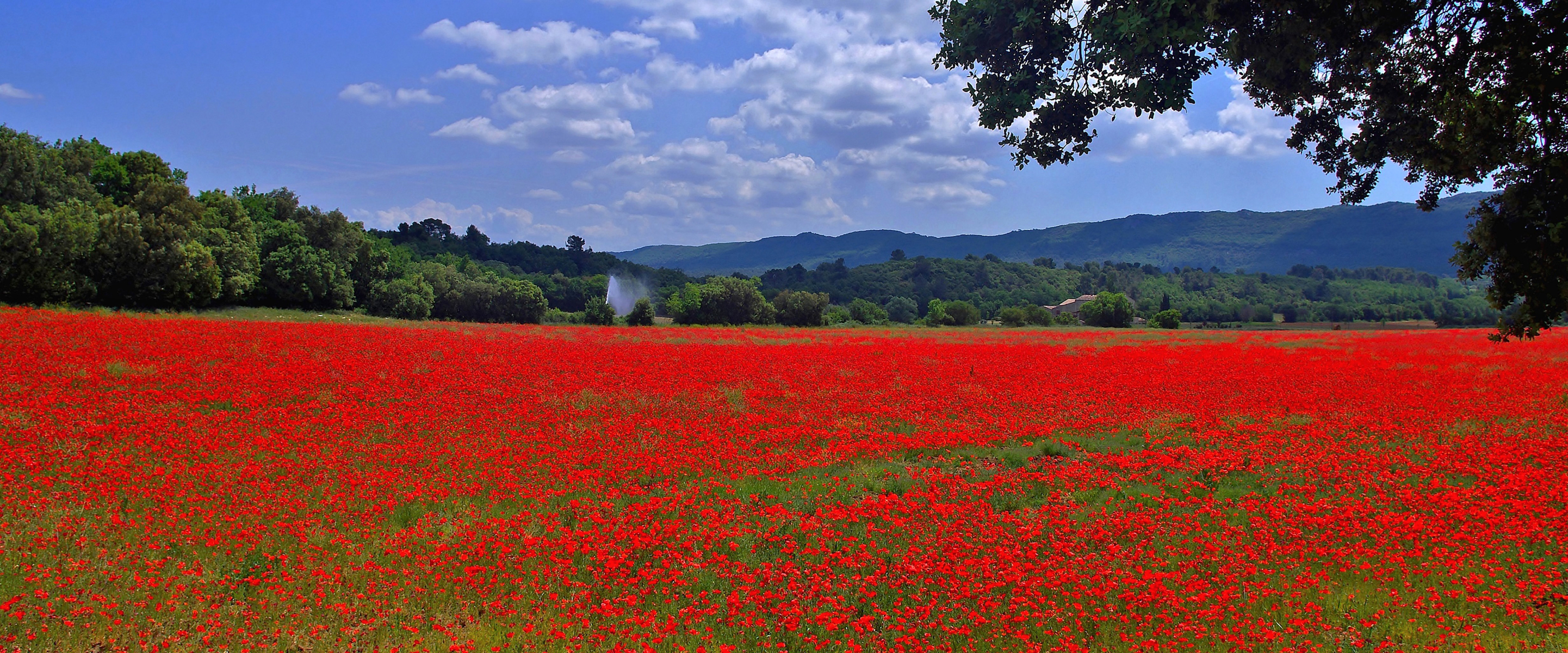Download mobile wallpaper Nature, Flowers, Flower, Earth, Field, Poppy, Red Flower for free.
