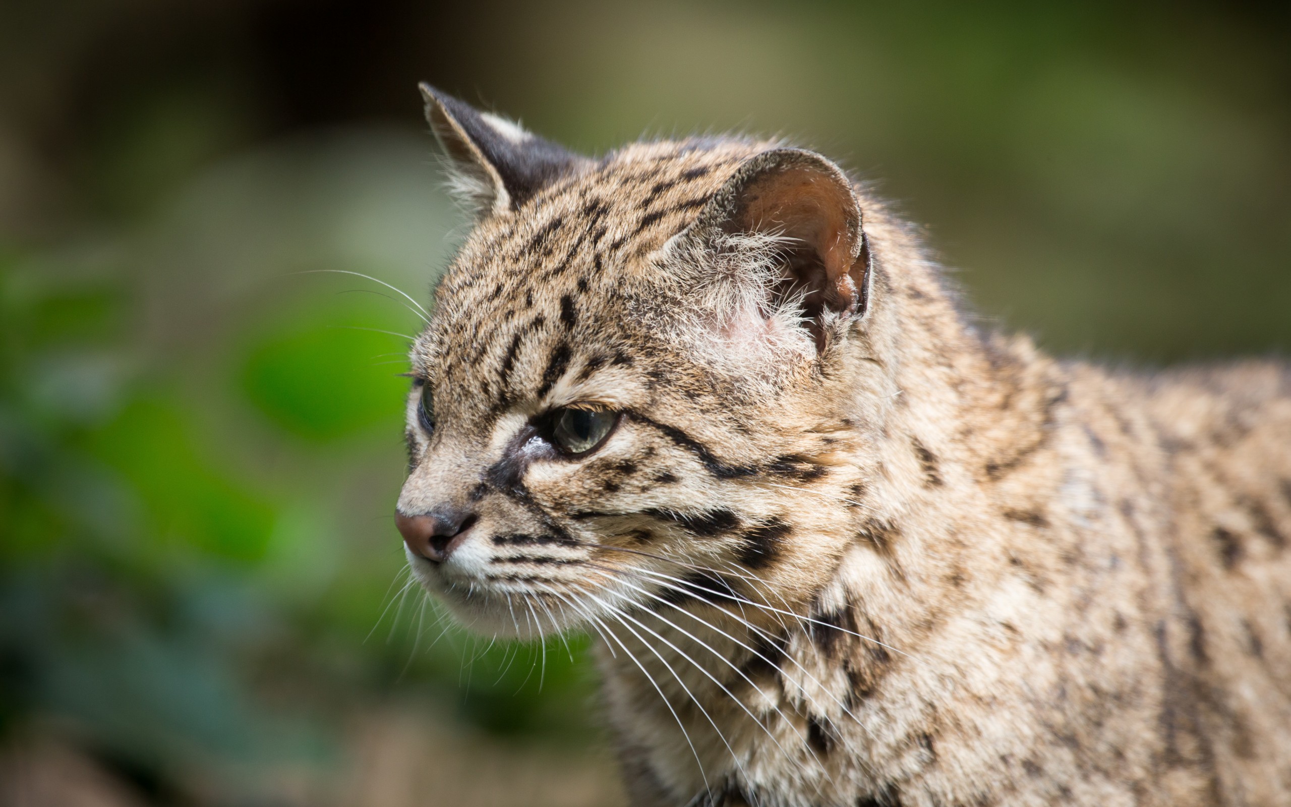 653419 Protetores de tela e papéis de parede O Gato De Geoffroy em seu telefone. Baixe  fotos gratuitamente