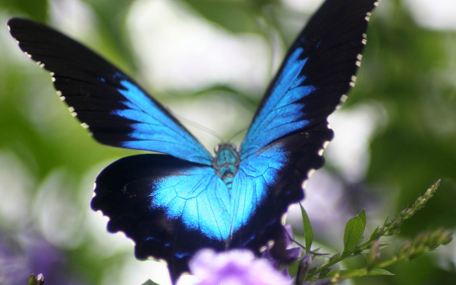 Téléchargez gratuitement l'image Animaux, Insectes, Papillon, Papillon Ulysse sur le bureau de votre PC