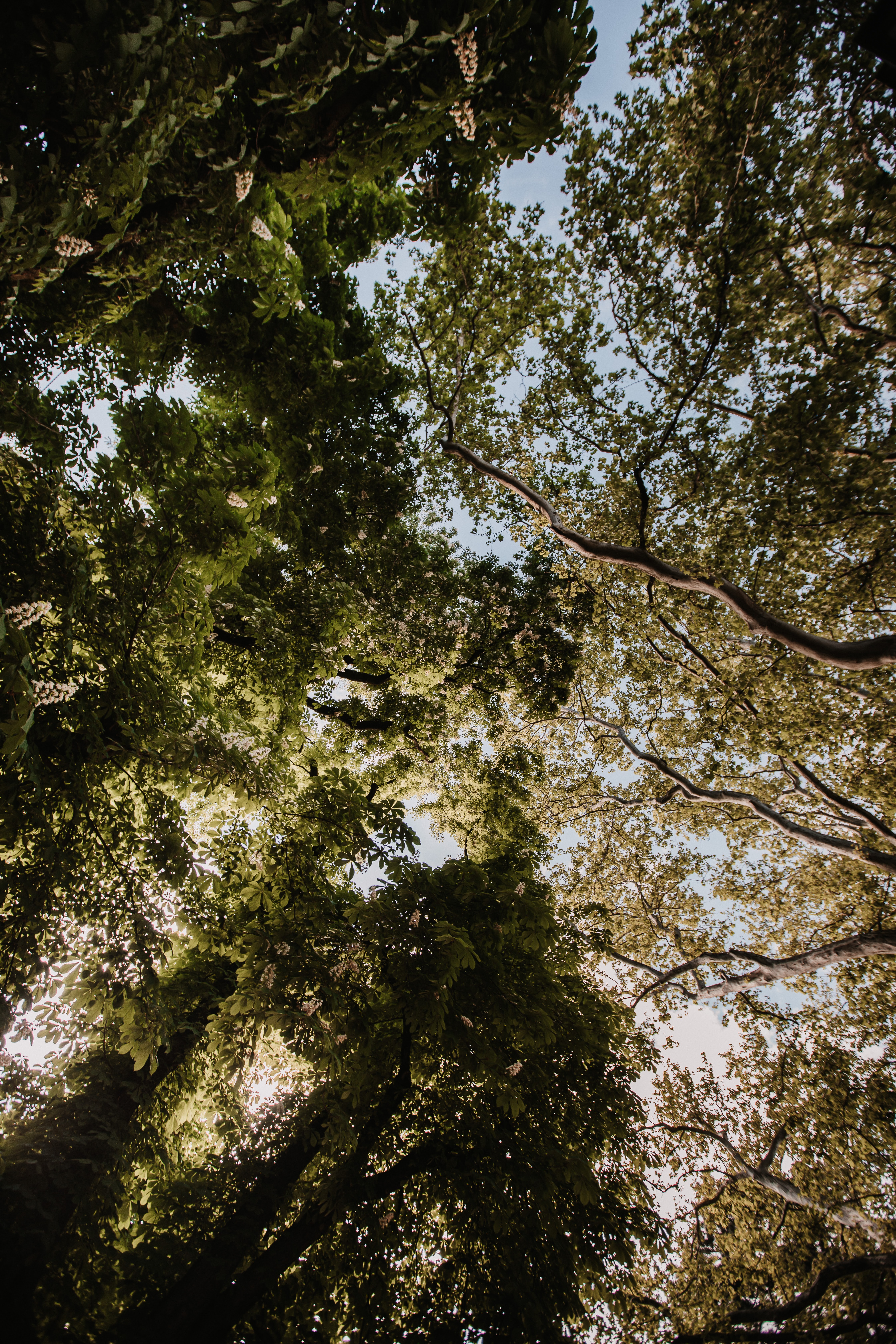 Скачати мобільні шпалери Природа, Дерева, Ліс, Відділень, Вид Знизу, Гілки безкоштовно.