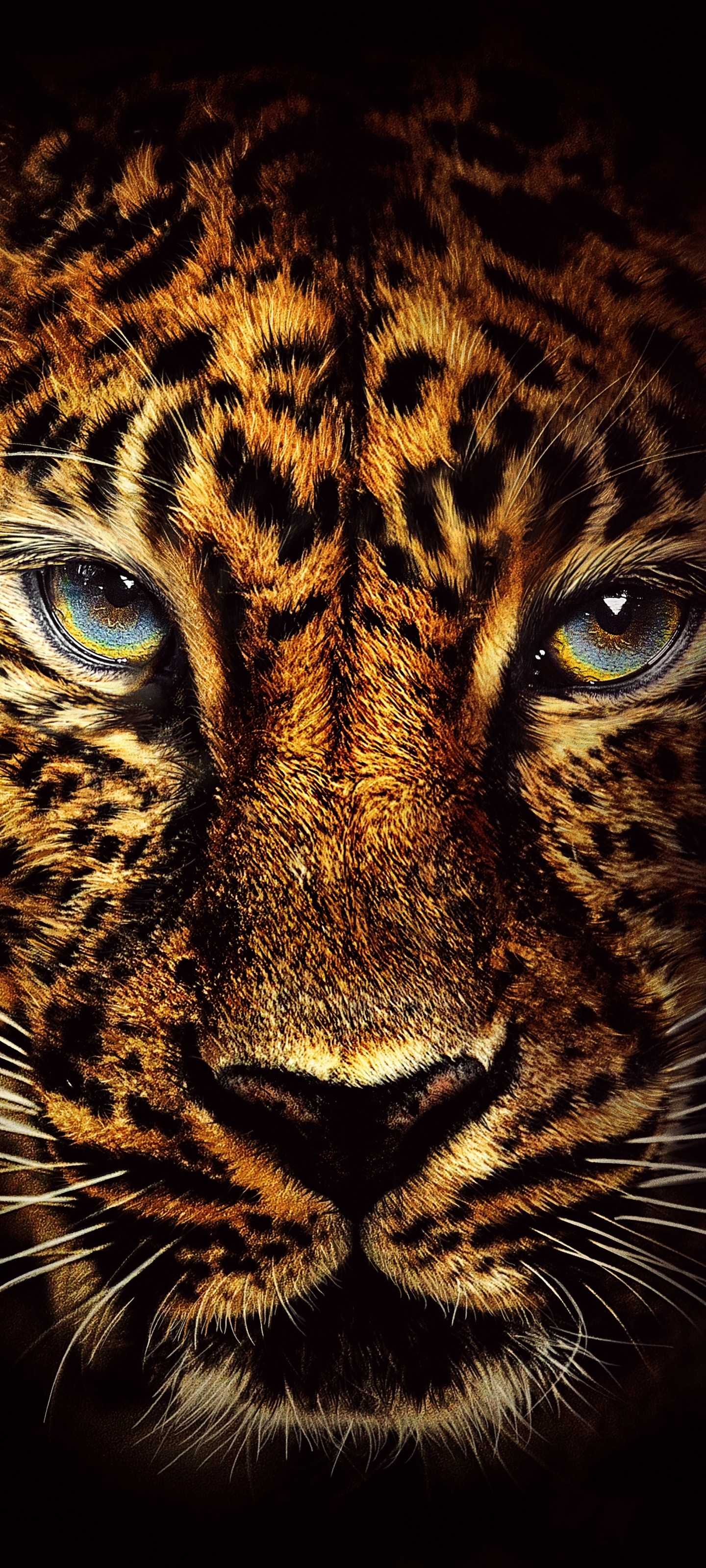 Descarga gratuita de fondo de pantalla para móvil de Animales, Gatos, Jaguar, Cara.