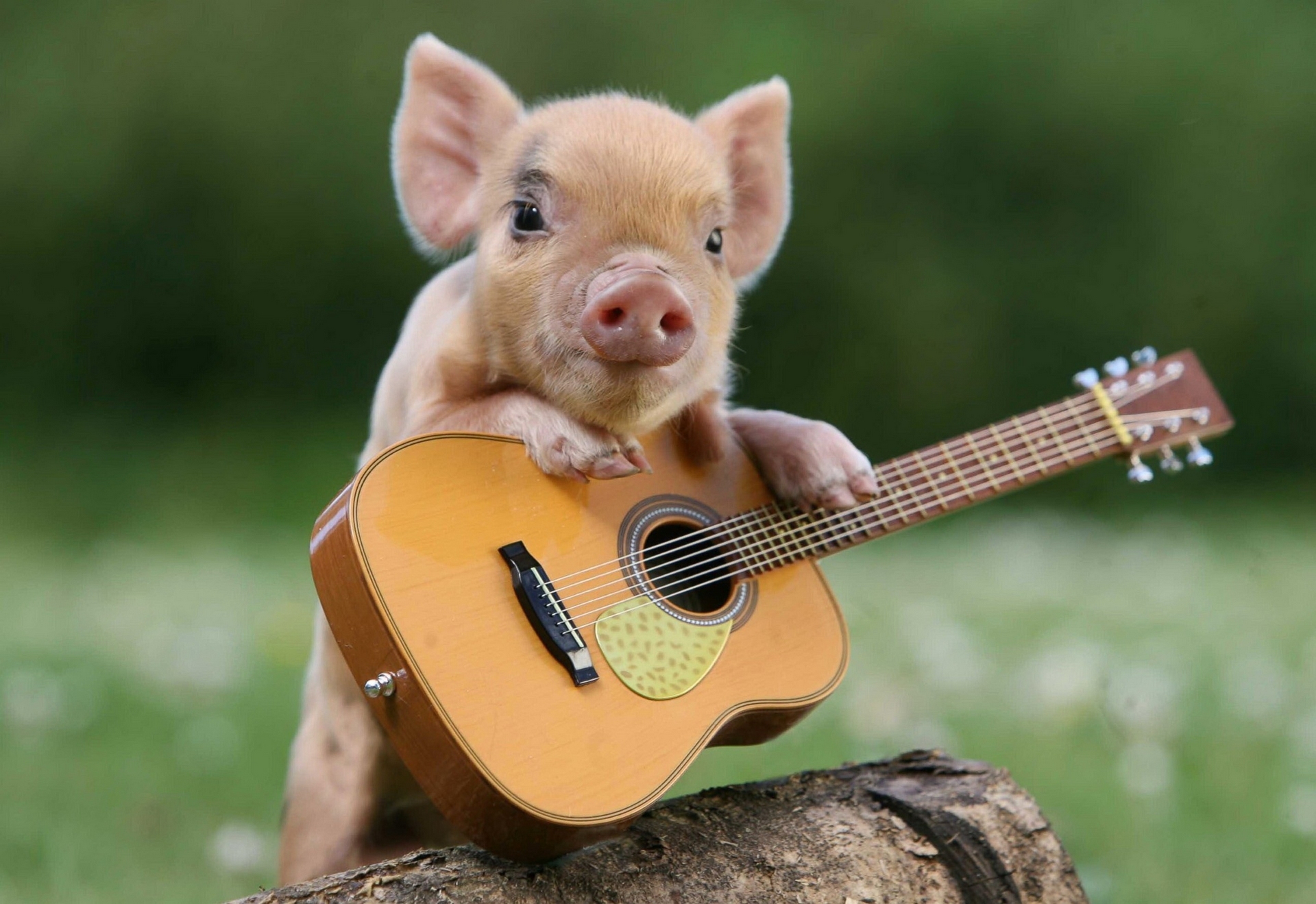 97722画像をダウンロード動物, 豚, 子豚, ギター-壁紙とスクリーンセーバーを無料で