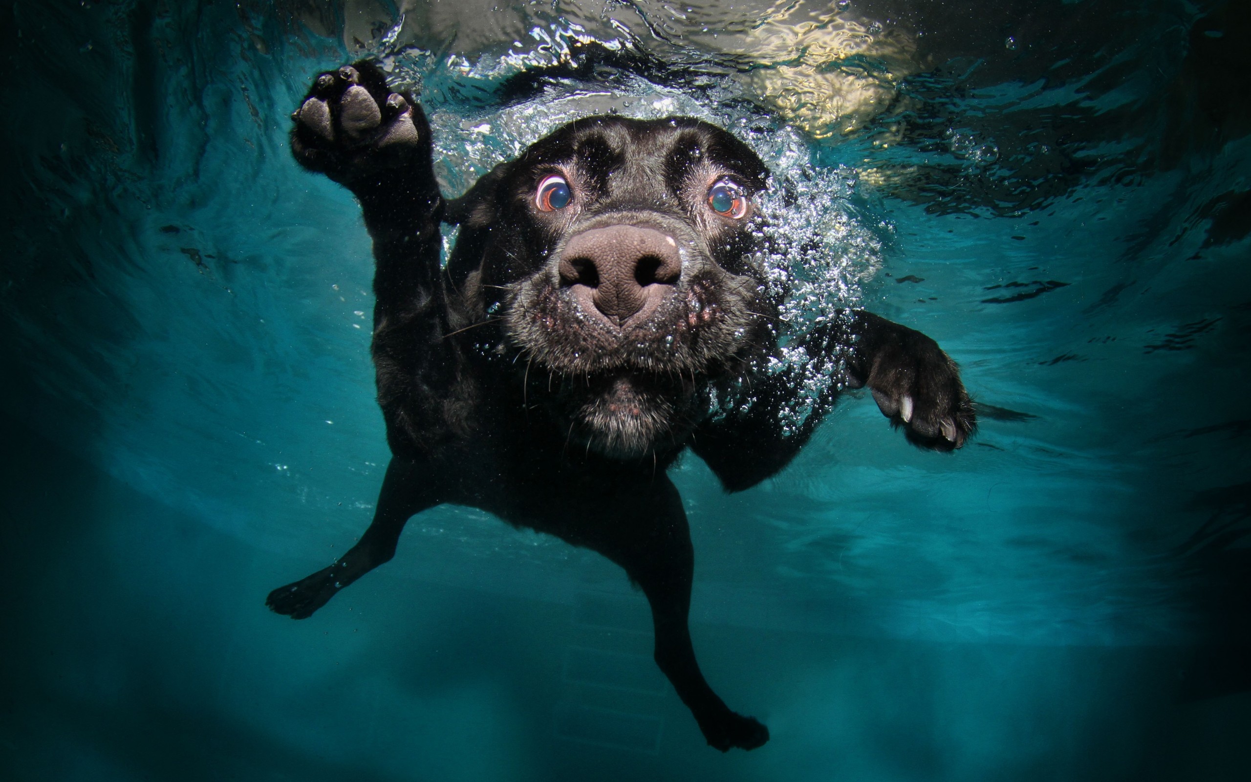 287069 завантажити шпалери собаки, вода, тварина, лабрадор ретрівер, лабрадор, під водою - заставки і картинки безкоштовно