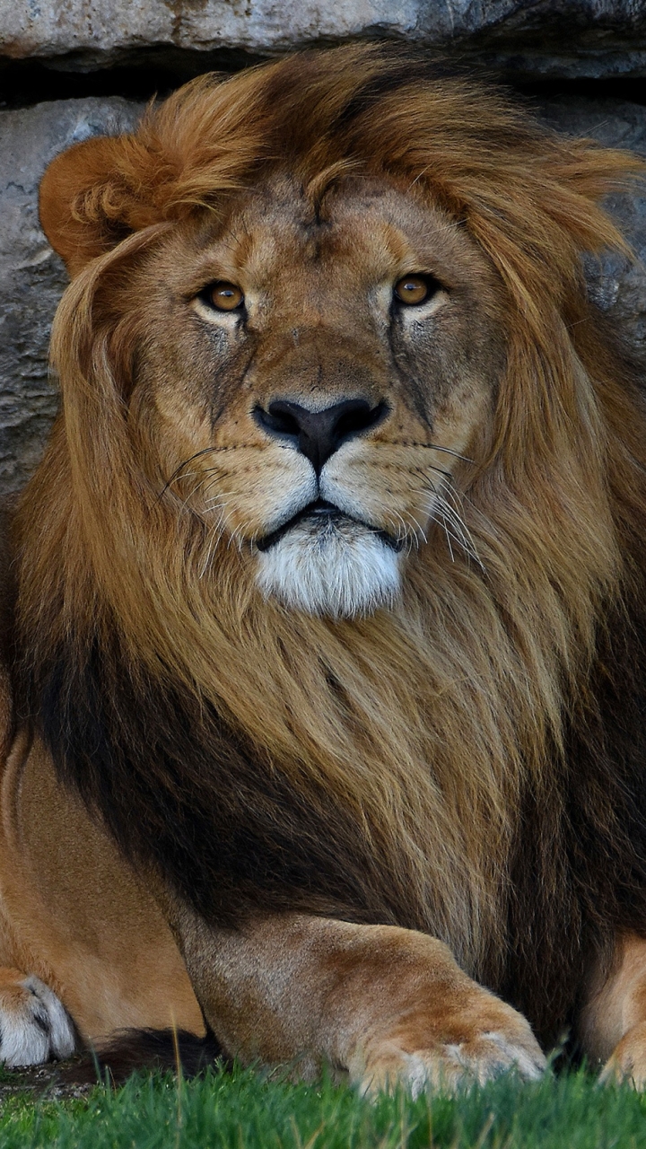無料モバイル壁紙ライオン, 猫, 動物をダウンロードします。