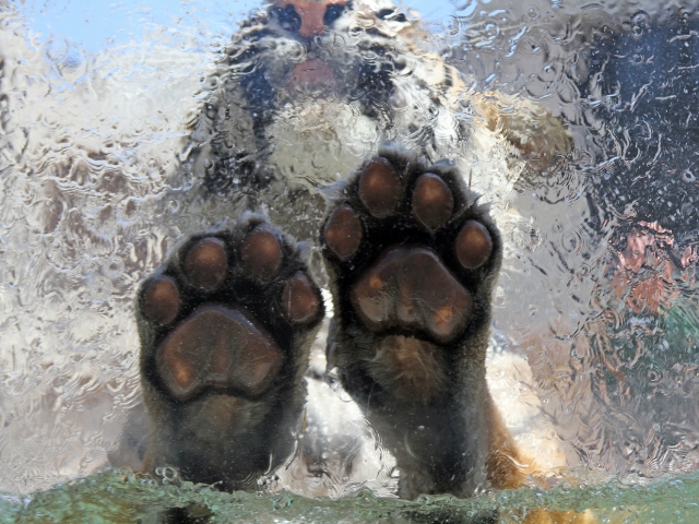 Handy-Wallpaper Tiere, Katzen, Tiger kostenlos herunterladen.