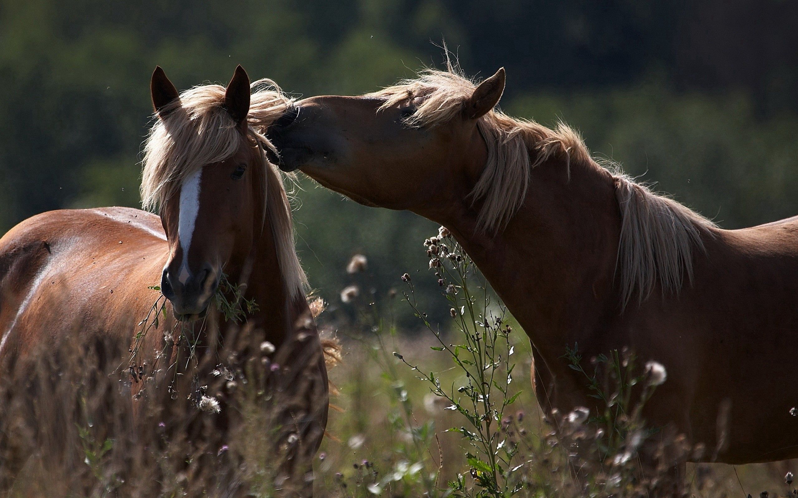 96606 скачать обои лошади, забота, трава, животные, пара, поле, тень, нежность, кони - заставки и картинки бесплатно