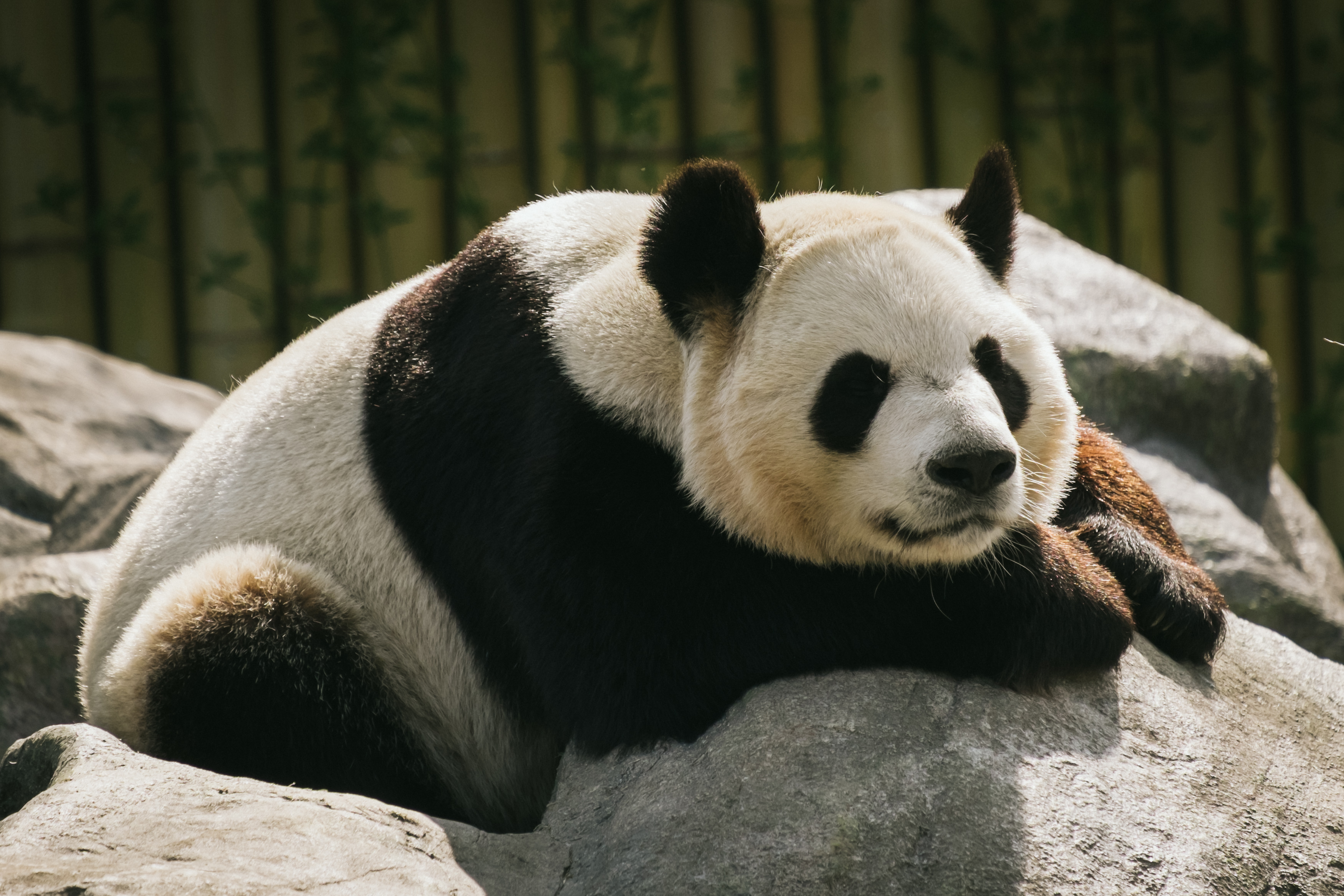 Téléchargez des papiers peints mobile Dormir, Rêve, Animaux, Animal, Panda gratuitement.