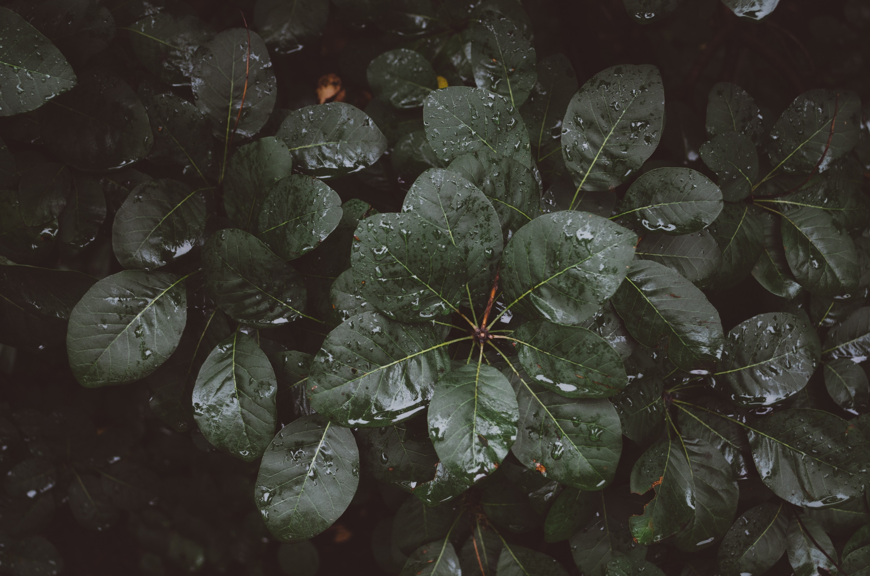 Laden Sie das Natur, Blätter, Feuchtigkeit, Drops-Bild kostenlos auf Ihren PC-Desktop herunter