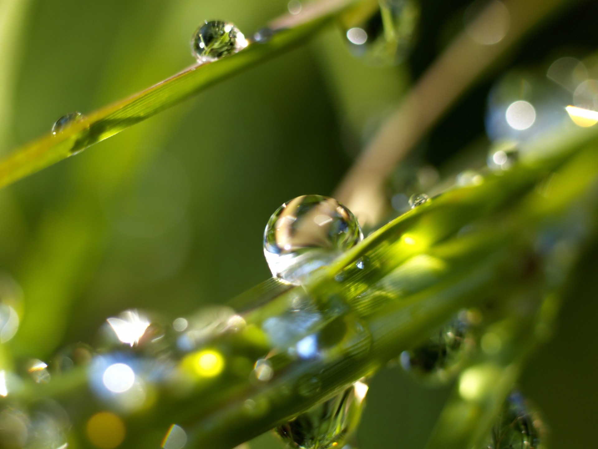 Baixe gratuitamente a imagem Água, Drops, Plantas na área de trabalho do seu PC
