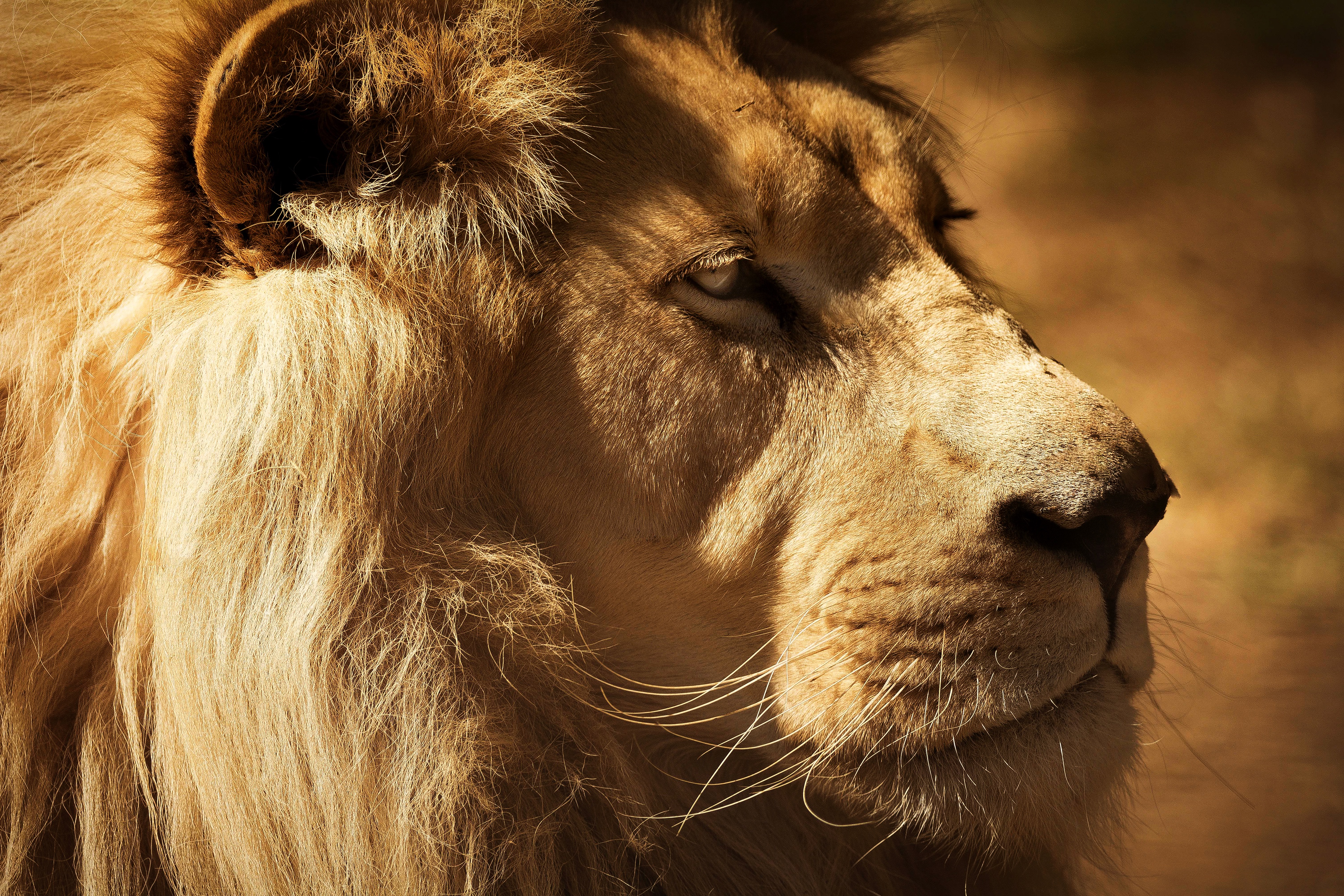 Téléchargez des papiers peints mobile Lion, Chats, Animaux gratuitement.