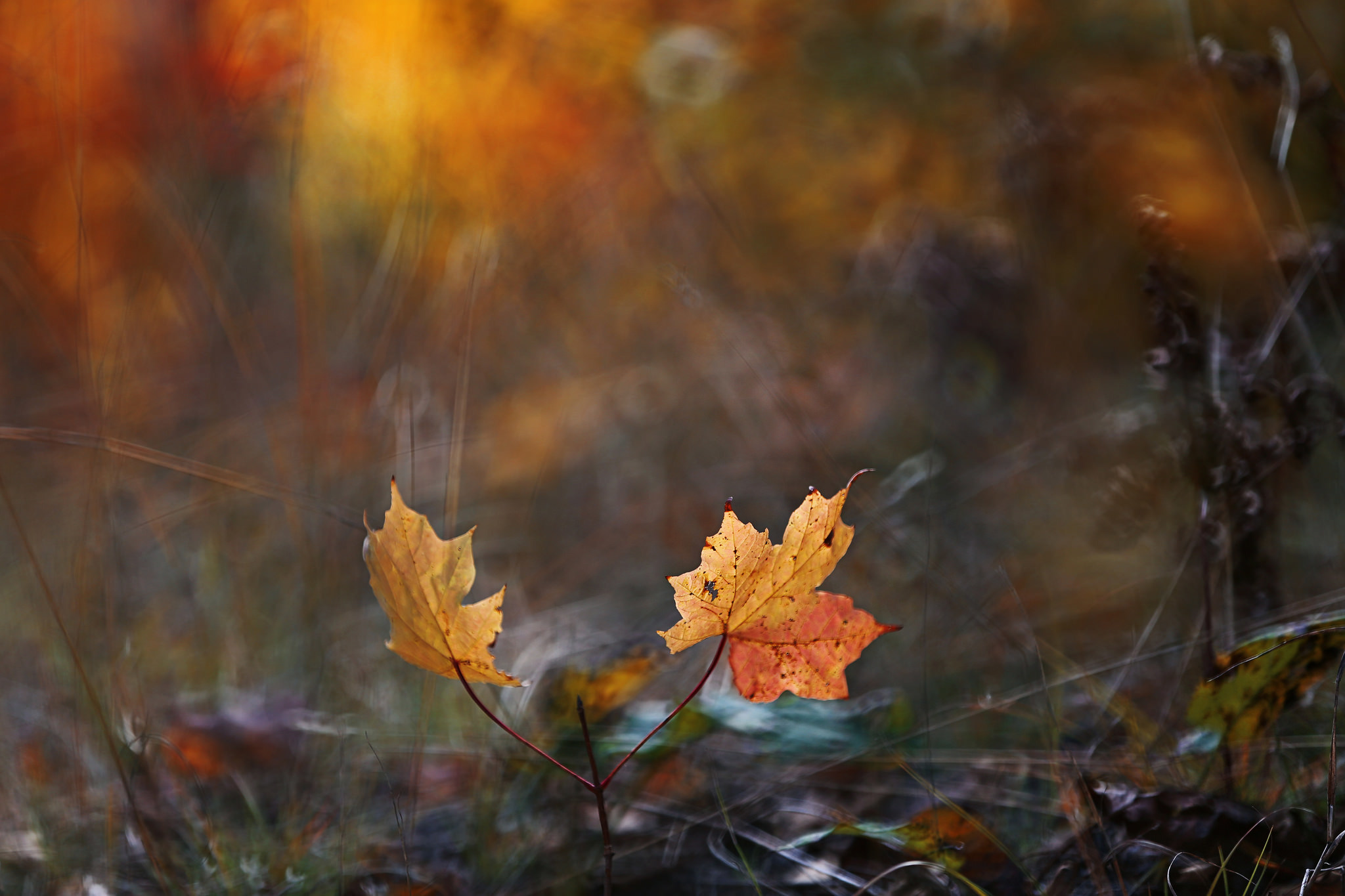 Free download wallpaper Nature, Leaf, Fall, Earth, Bokeh on your PC desktop