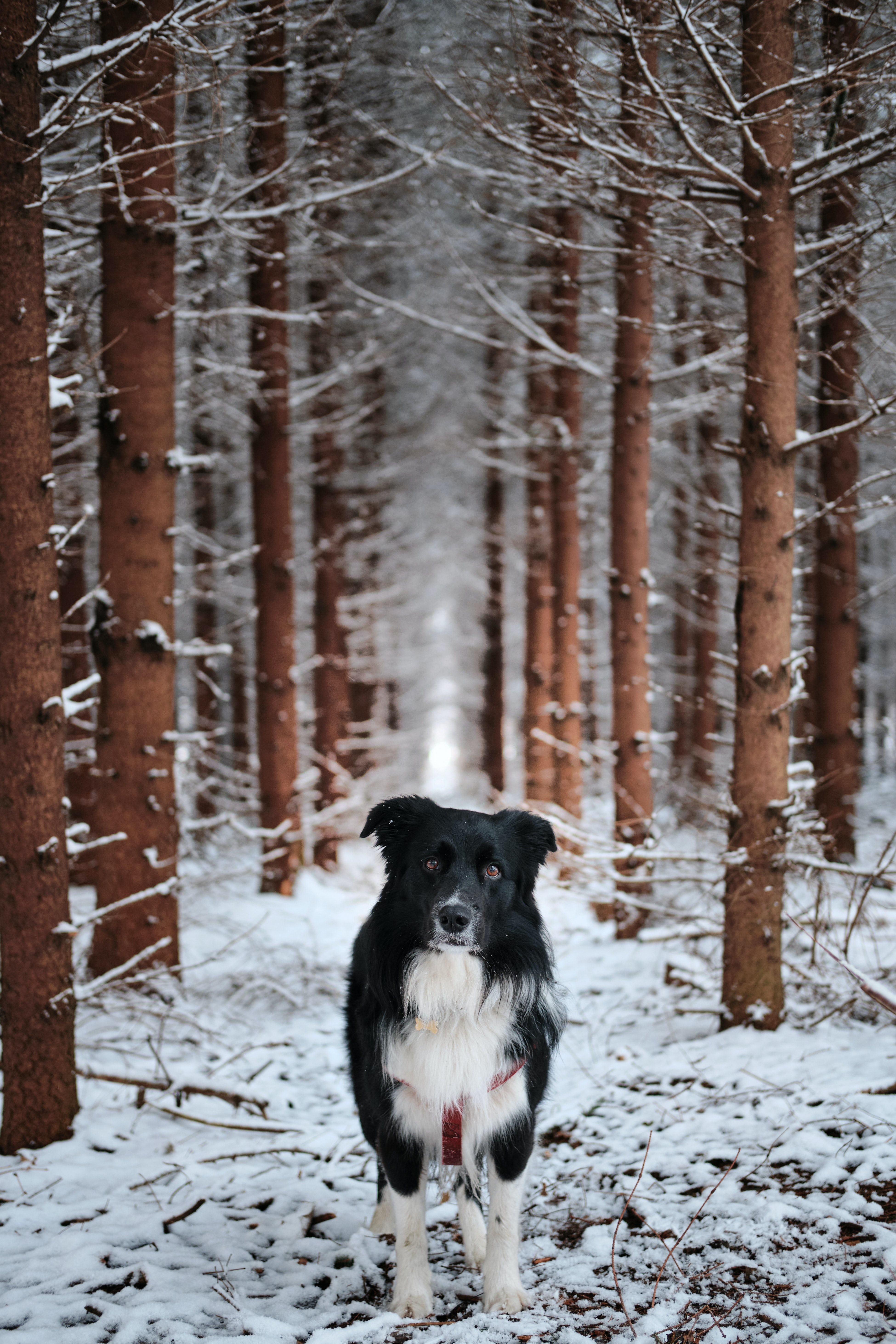Download mobile wallpaper Pet, Animals, Snow, Dog, Forest for free.
