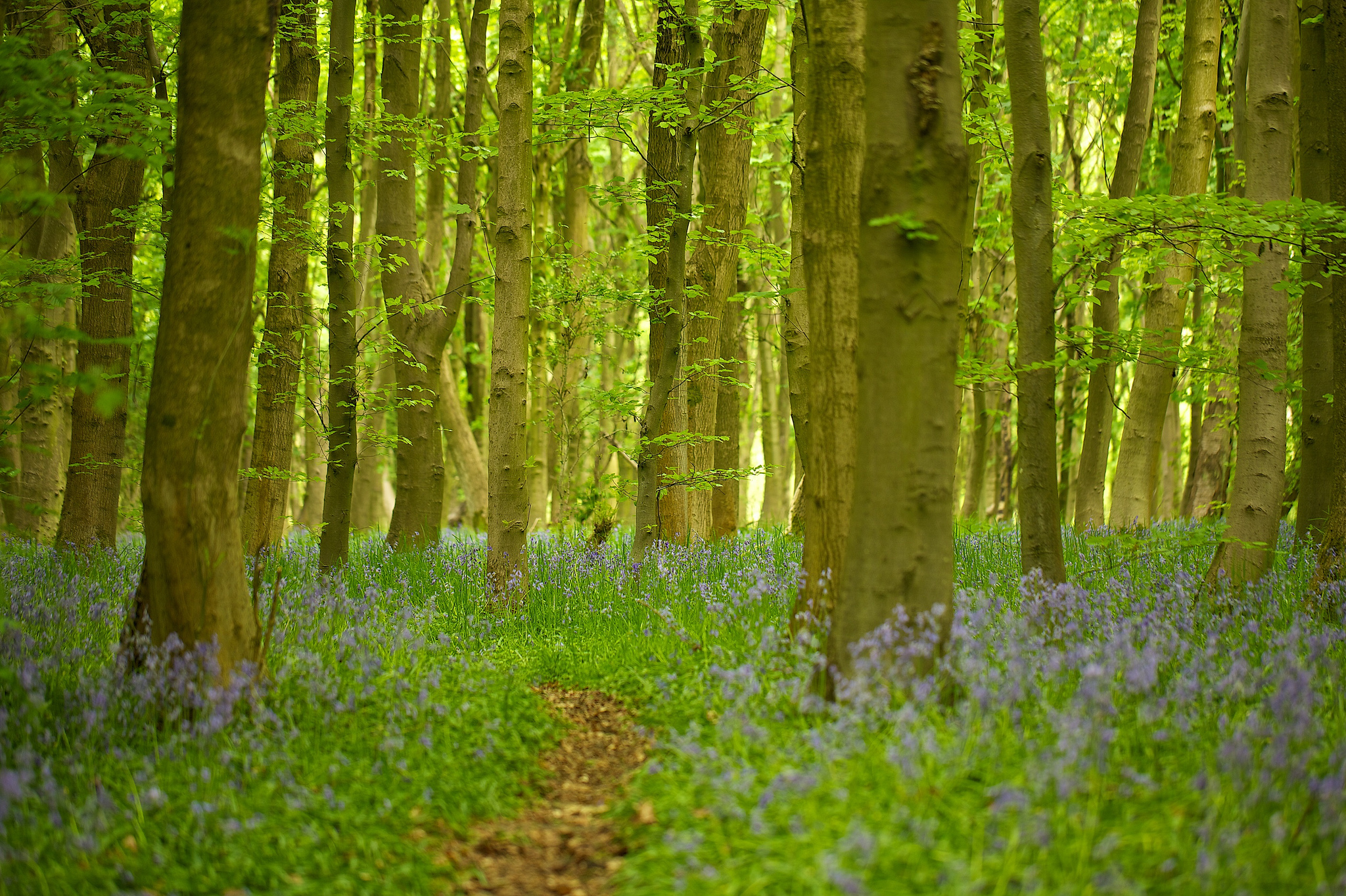 Descarga gratuita de fondo de pantalla para móvil de Naturaleza, Flor, Camino, Bosque, Árbol, Tierra/naturaleza.