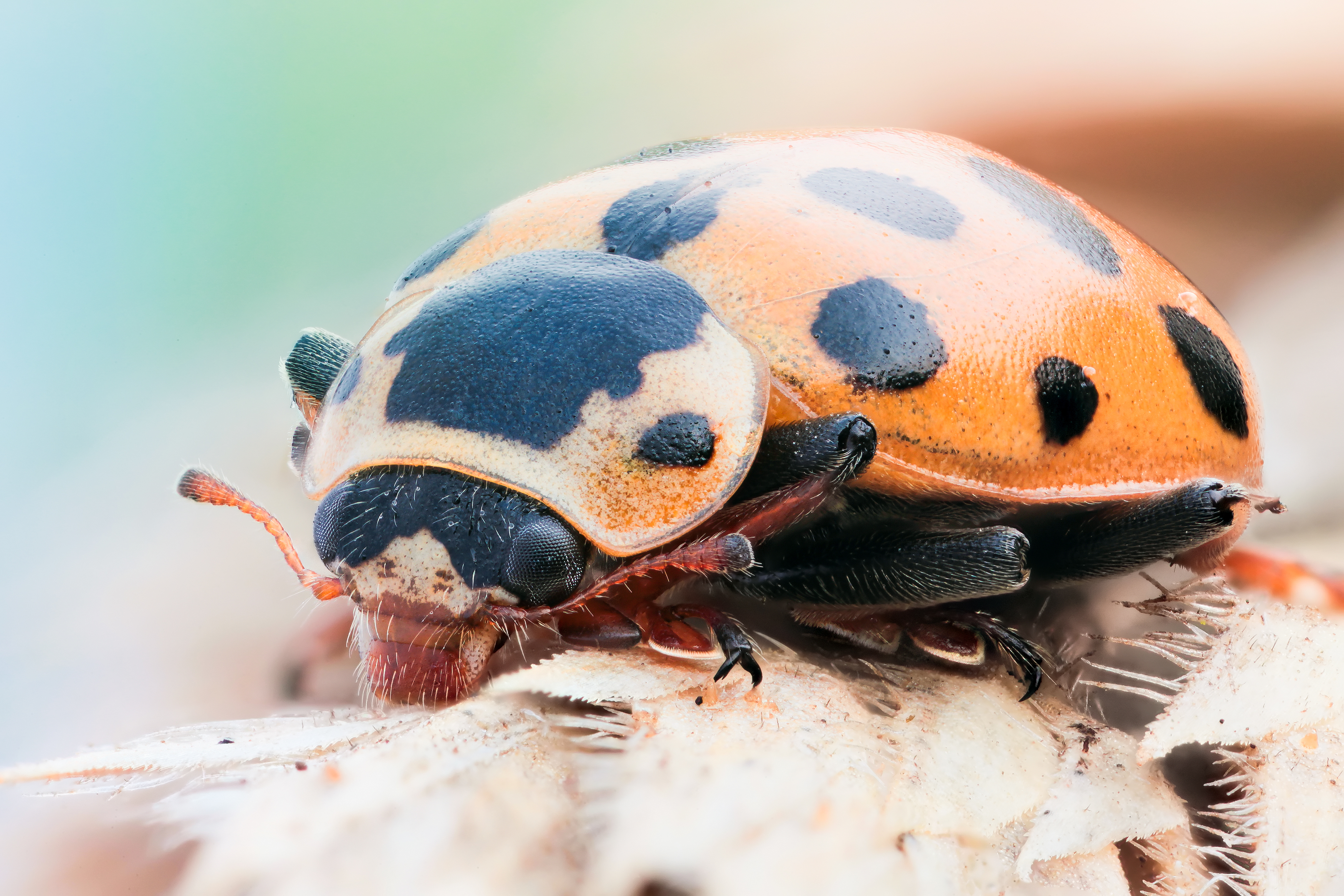 Free download wallpaper Ladybug, Animal on your PC desktop