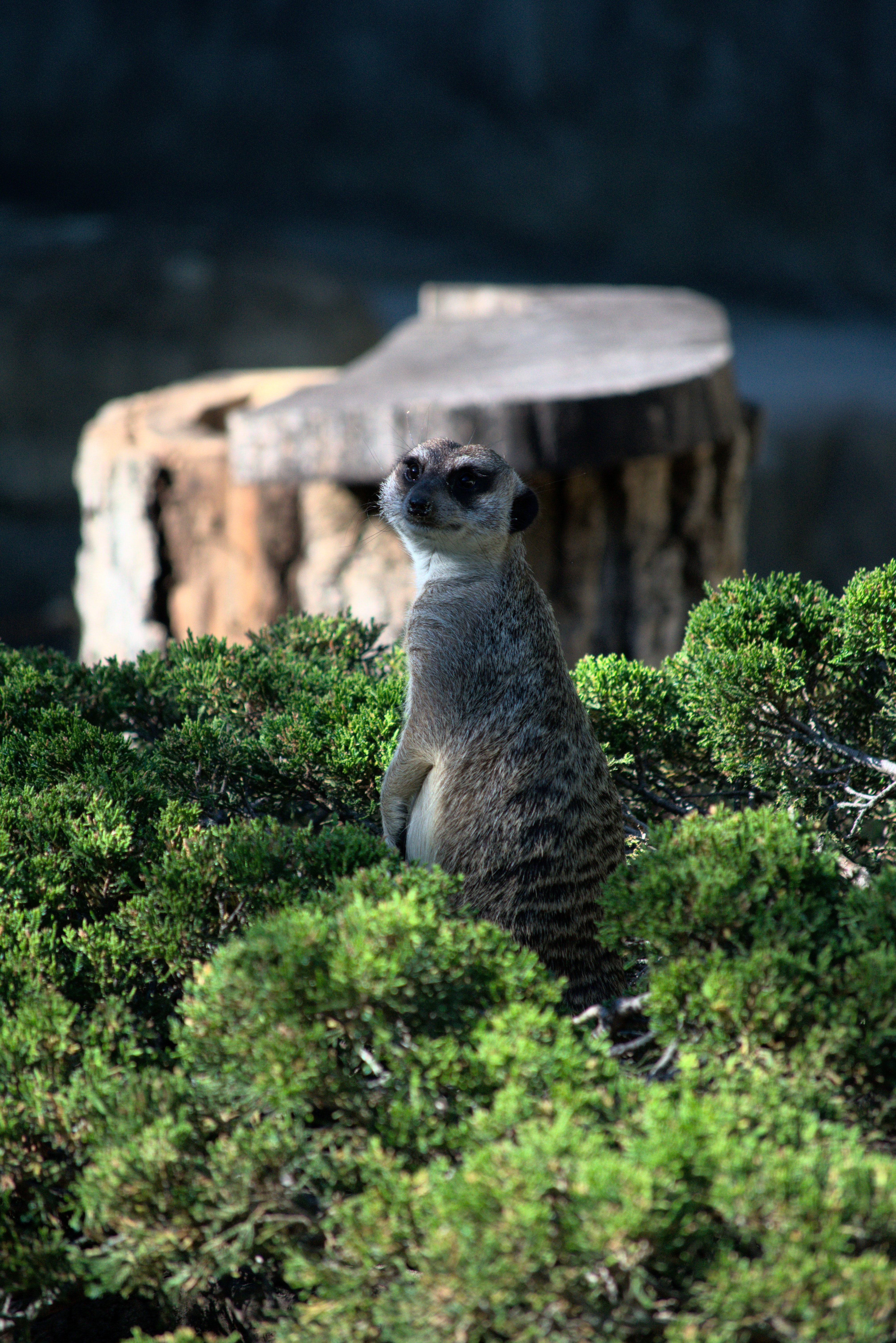 meerkat, funny, animals, bush, sight, opinion, animal, surikat Full HD