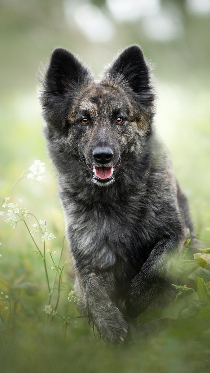 Download mobile wallpaper Dogs, Dog, Animal, Shiloh Shepherd Dog for free.