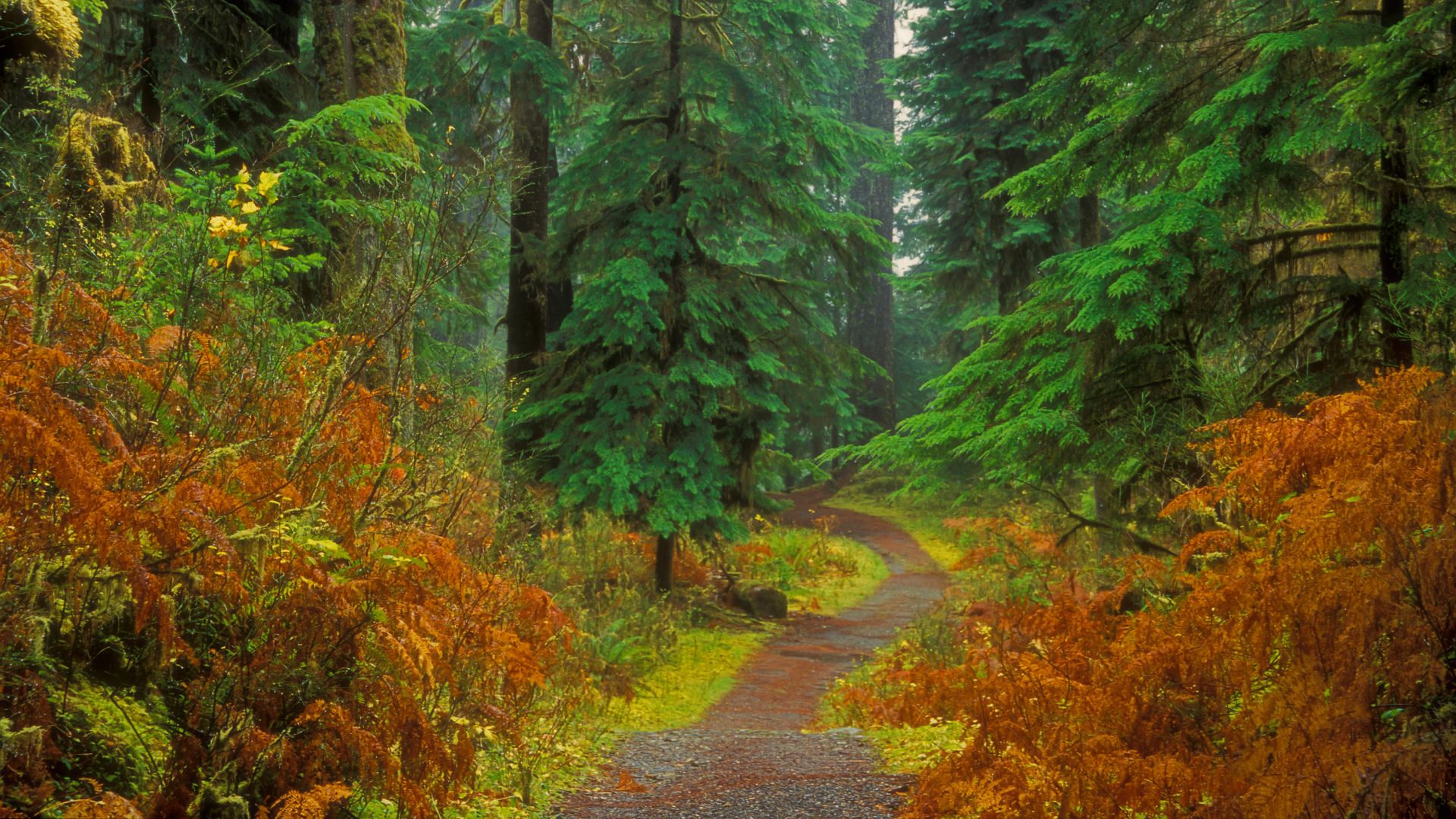 Скачать картинку Осень, Лес, Дерево, Дорожка, Земля/природа в телефон бесплатно.