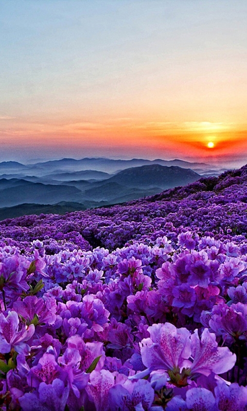 Download mobile wallpaper Flowers, Mountain, Flower, Earth, Spring, Purple Flower for free.
