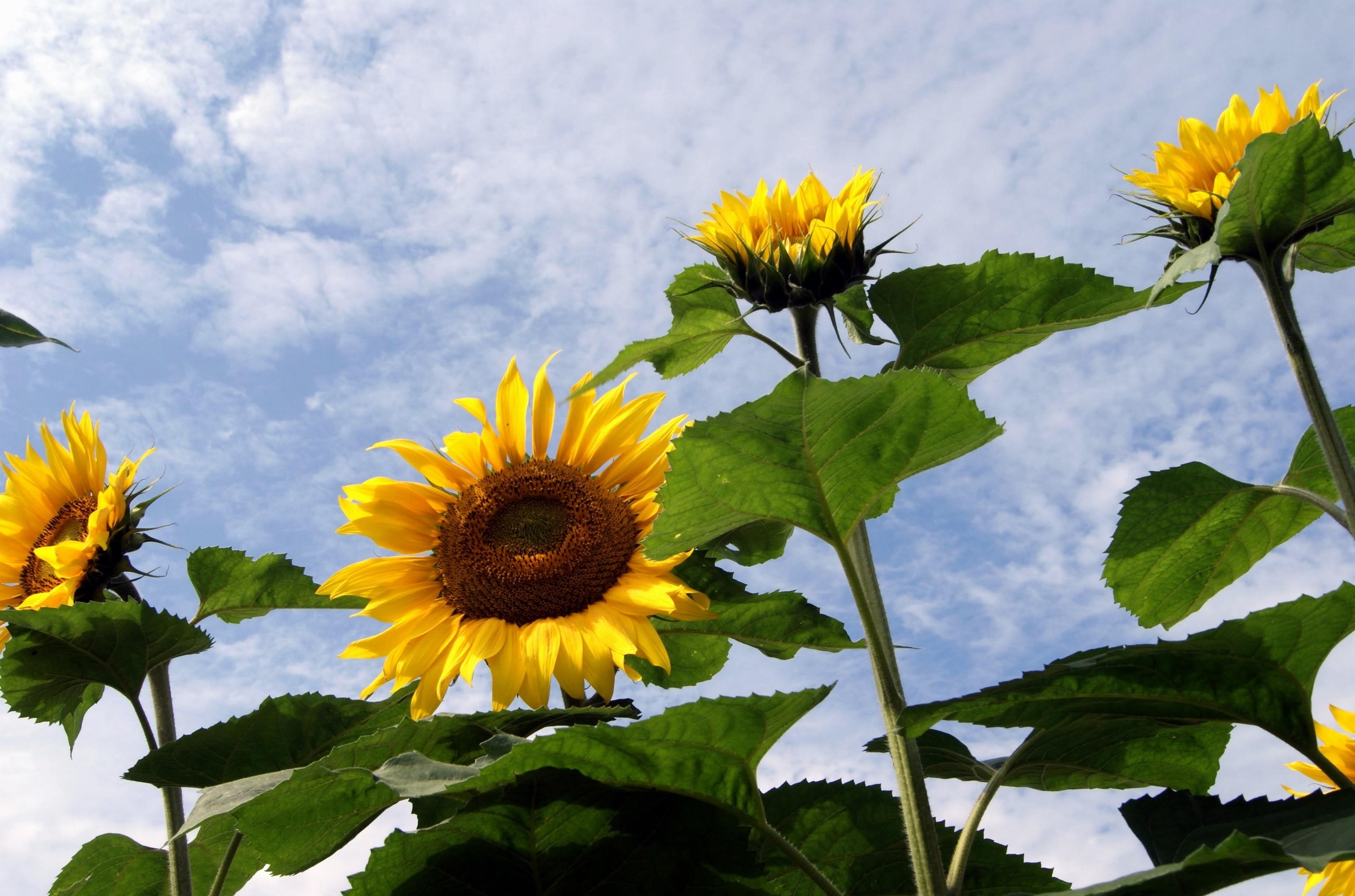 Laden Sie das Sky, Clouds, Blumen, Feld, Sommer, Sonnenblumen-Bild kostenlos auf Ihren PC-Desktop herunter