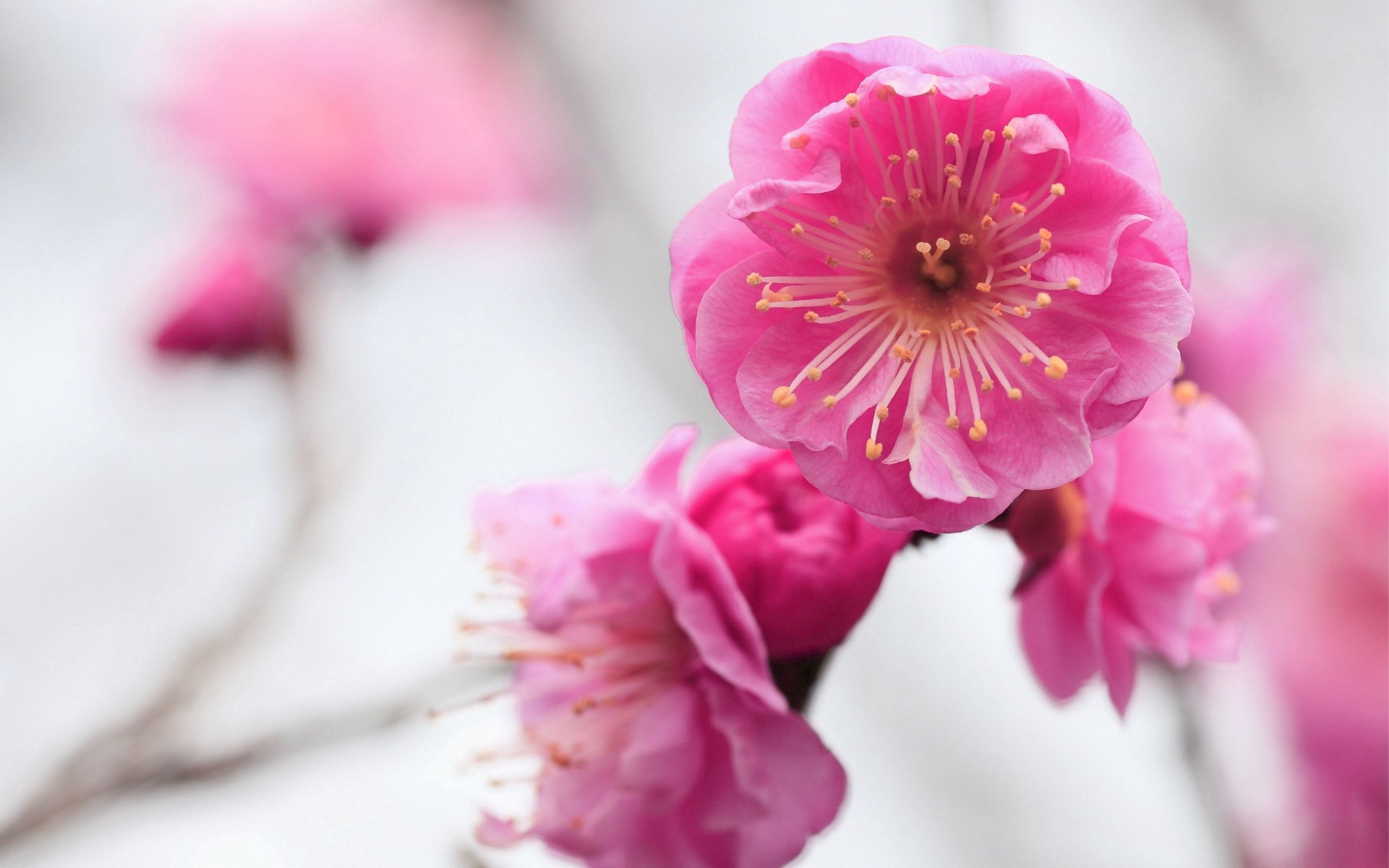 Laden Sie das Blumen, Zweig, Aprikose, Blühenden, Ast, Blühen, Makro, Rosa-Bild kostenlos auf Ihren PC-Desktop herunter