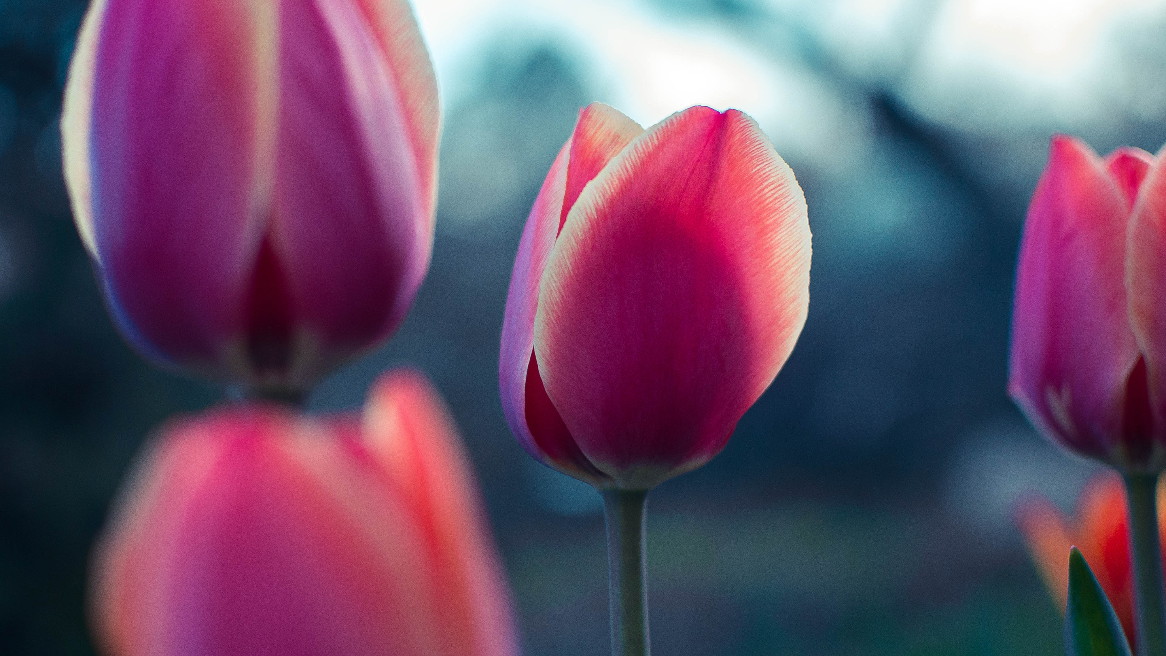 Download mobile wallpaper Bud, Petals, Tulip, Flowers for free.