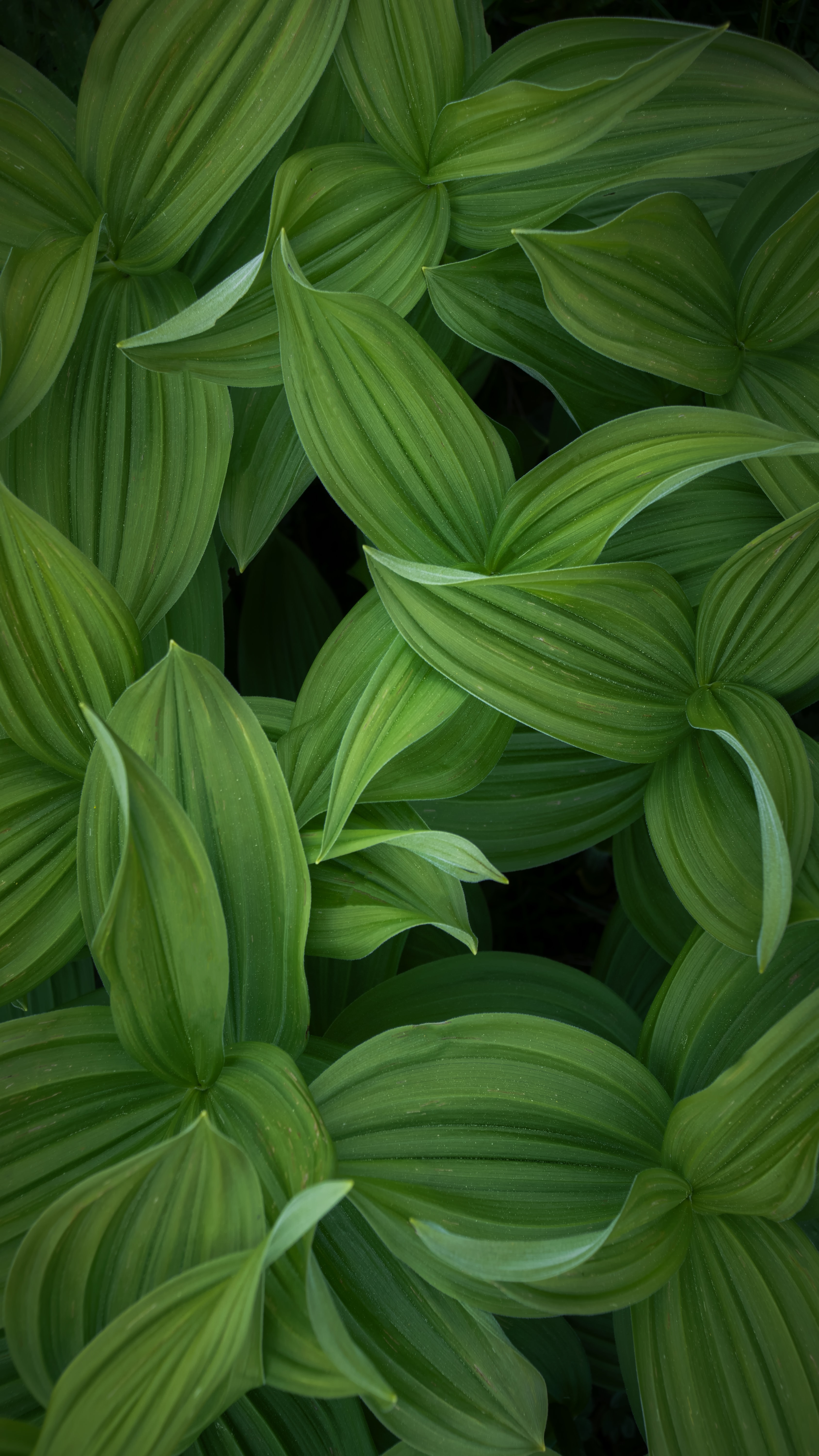 Laden Sie das Blätter, Pflanze, Makro, Streifen-Bild kostenlos auf Ihren PC-Desktop herunter