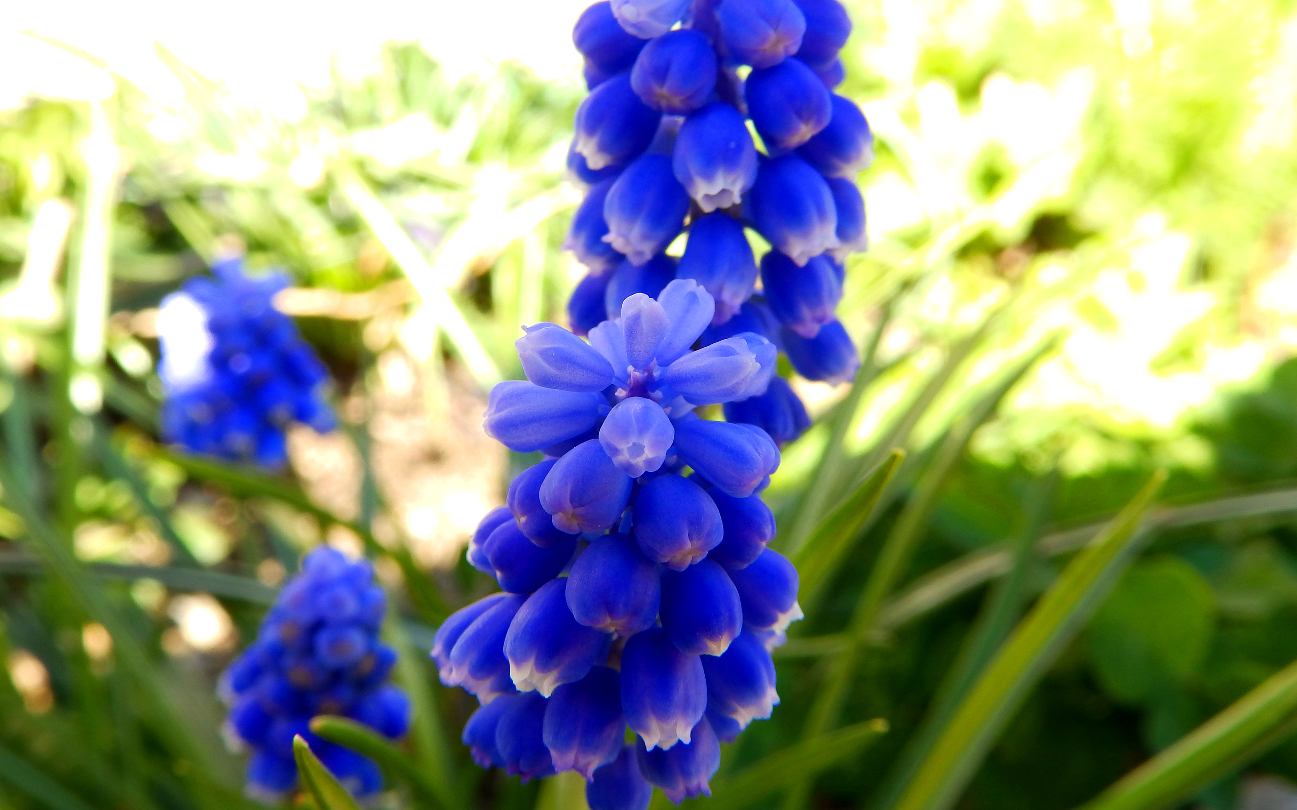 410158 descargar fondo de pantalla tierra/naturaleza, jacinto, flor azul, de cerca, flor, jacinto de uva, naturaleza, flores: protectores de pantalla e imágenes gratis