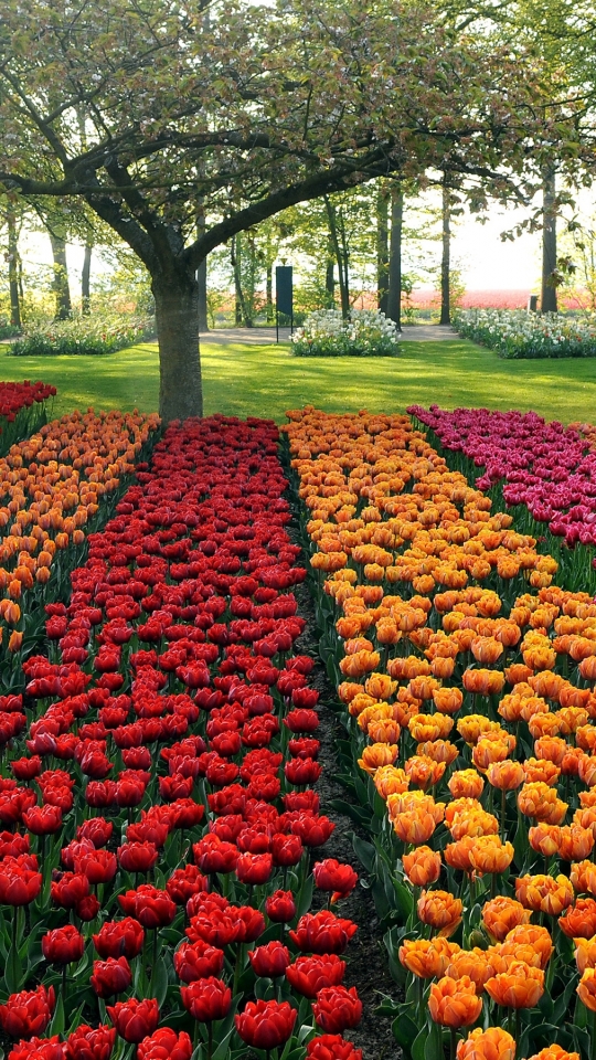 Download mobile wallpaper Flowers, Park, Earth, Tulip for free.