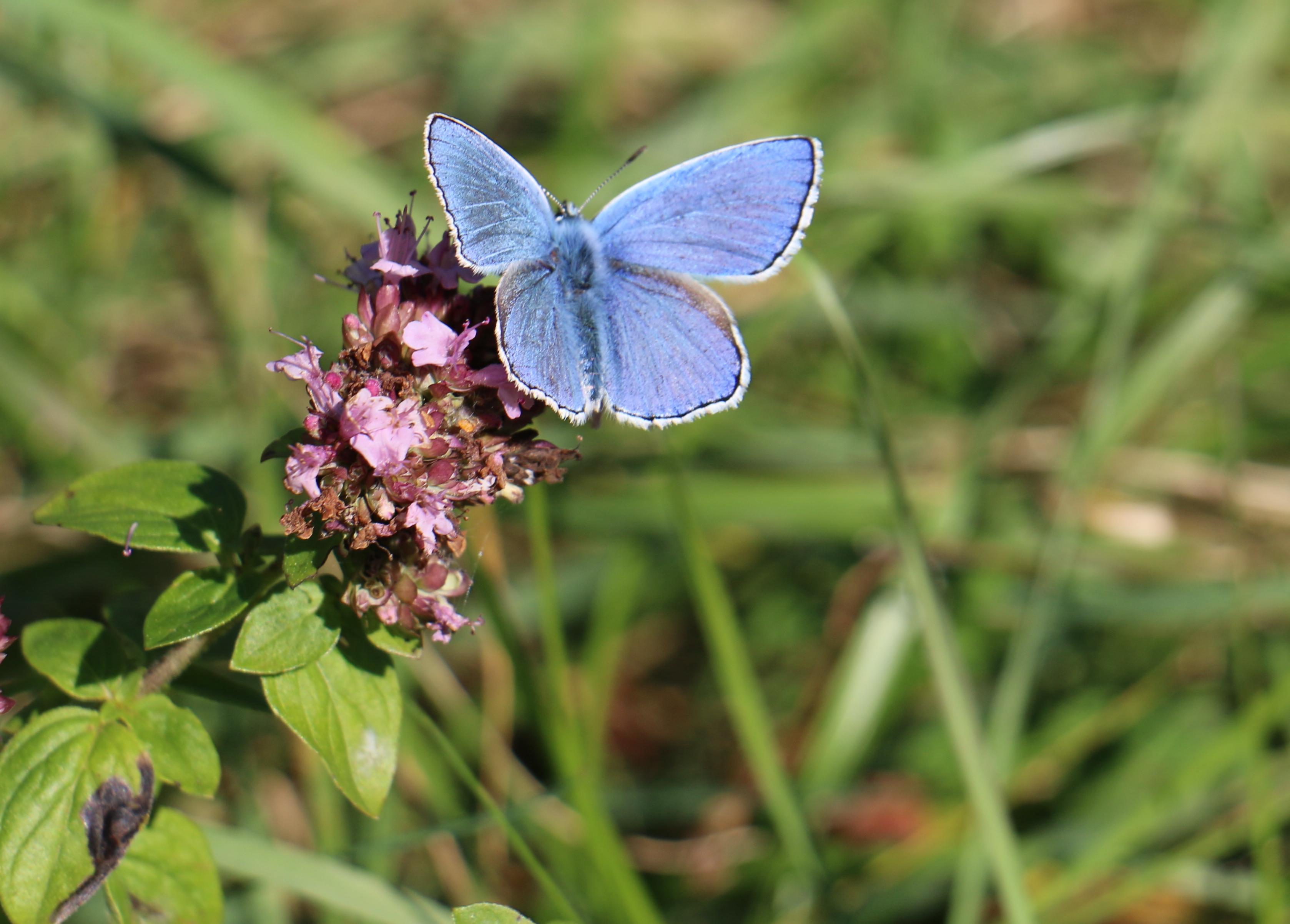 Download mobile wallpaper Butterfly, Animal for free.