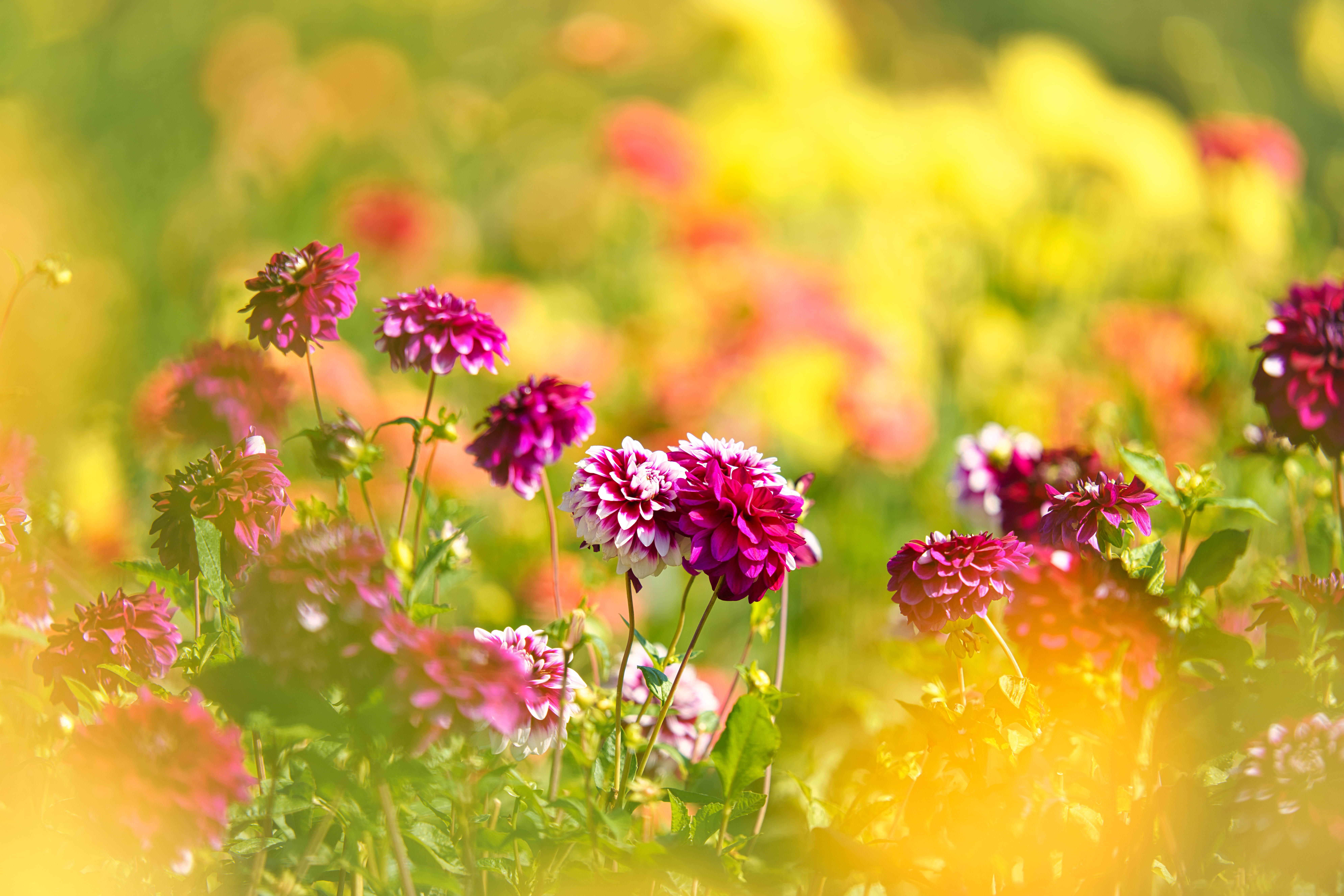 Download mobile wallpaper Flowers, Earth, Dahlia, Purple Flower for free.