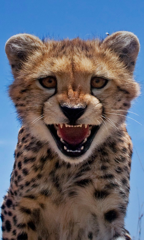 Download mobile wallpaper Cats, Cheetah, Animal for free.