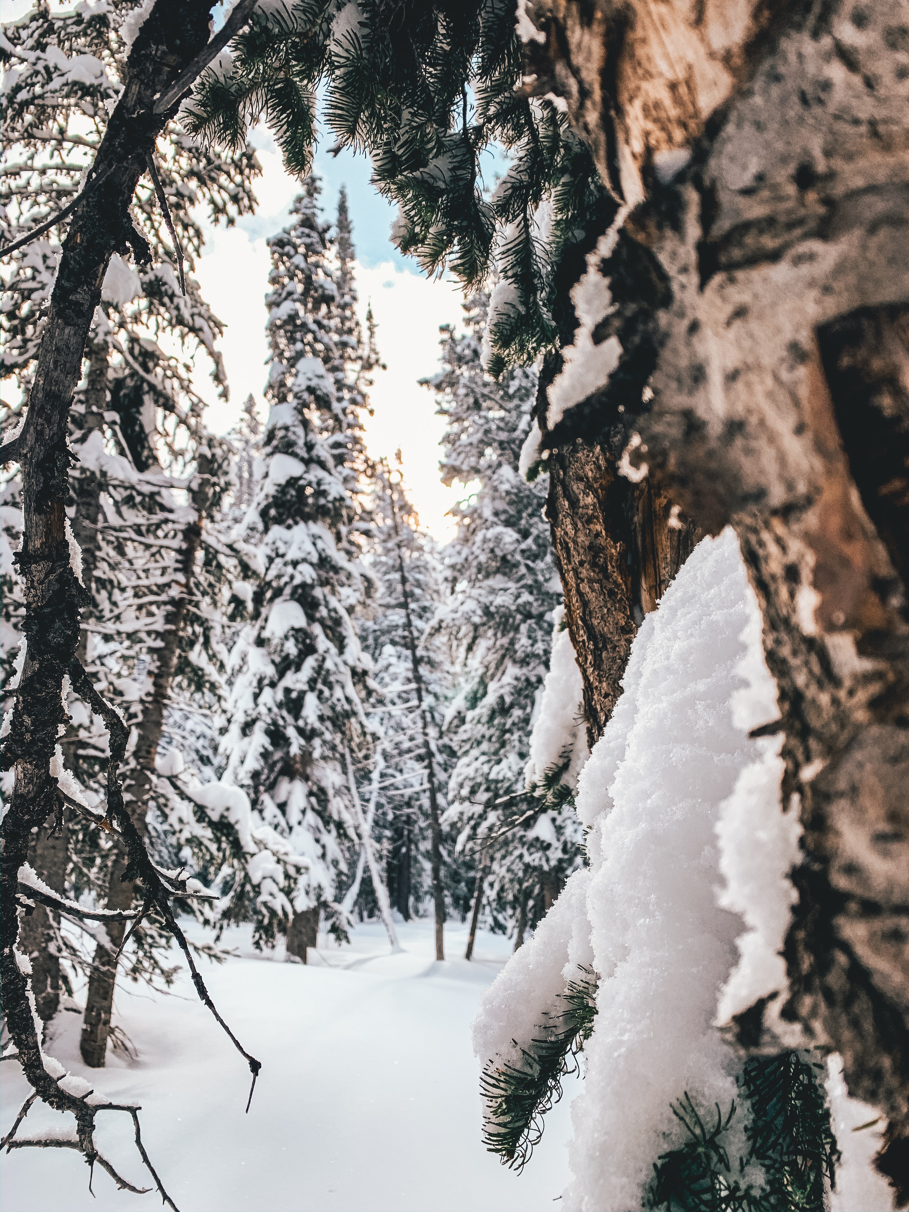 Скачать обои бесплатно Хвойный, Деревья, Природа, Снег, Лес, Зима картинка на рабочий стол ПК