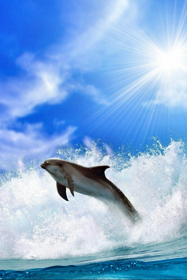 無料モバイル壁紙動物, イルカ, 波, サニー, 空をダウンロードします。