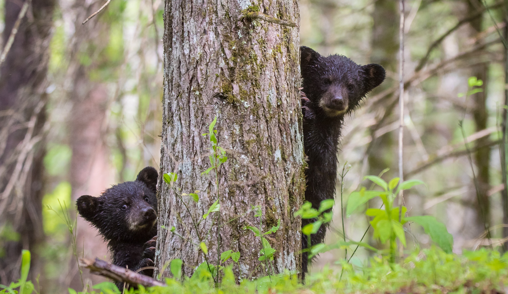 Download mobile wallpaper Bears, Bear, Animal, Baby Animal, Cub for free.