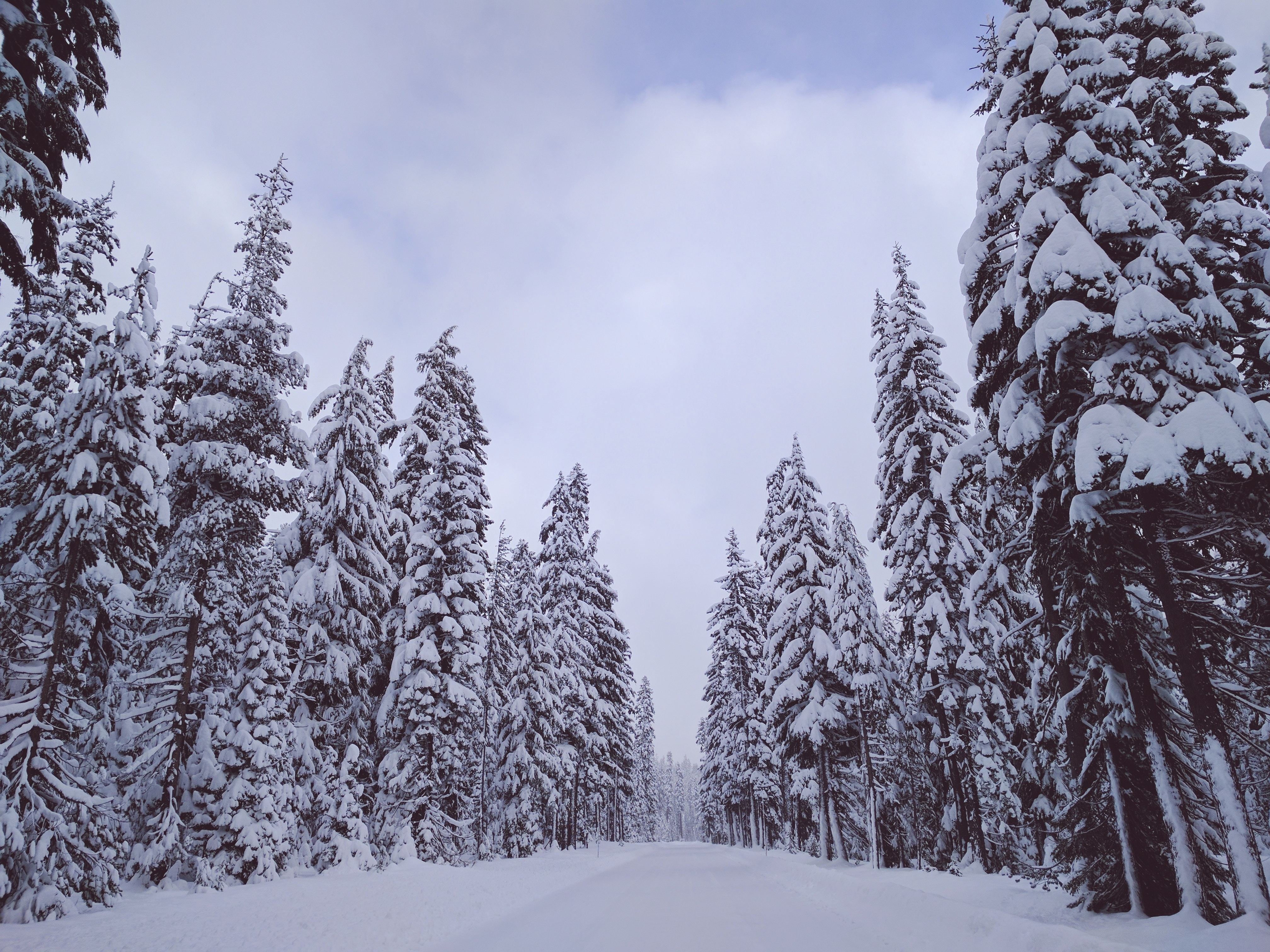 Скачати мобільні шпалери Сніг, Зима, Природа, Дерева безкоштовно.