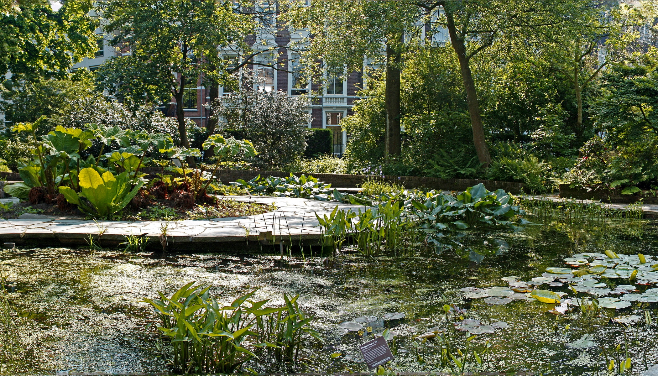 nameplate, nature, water lilies, lake, vegetation, plate, garden, pond, courtyard, yard