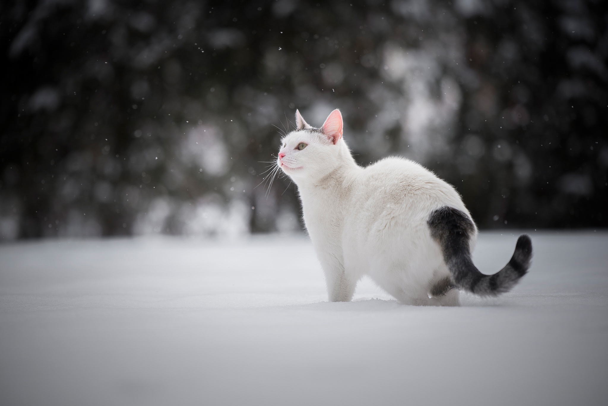 Baixar papel de parede para celular de Animais, Inverno, Gatos, Gato gratuito.