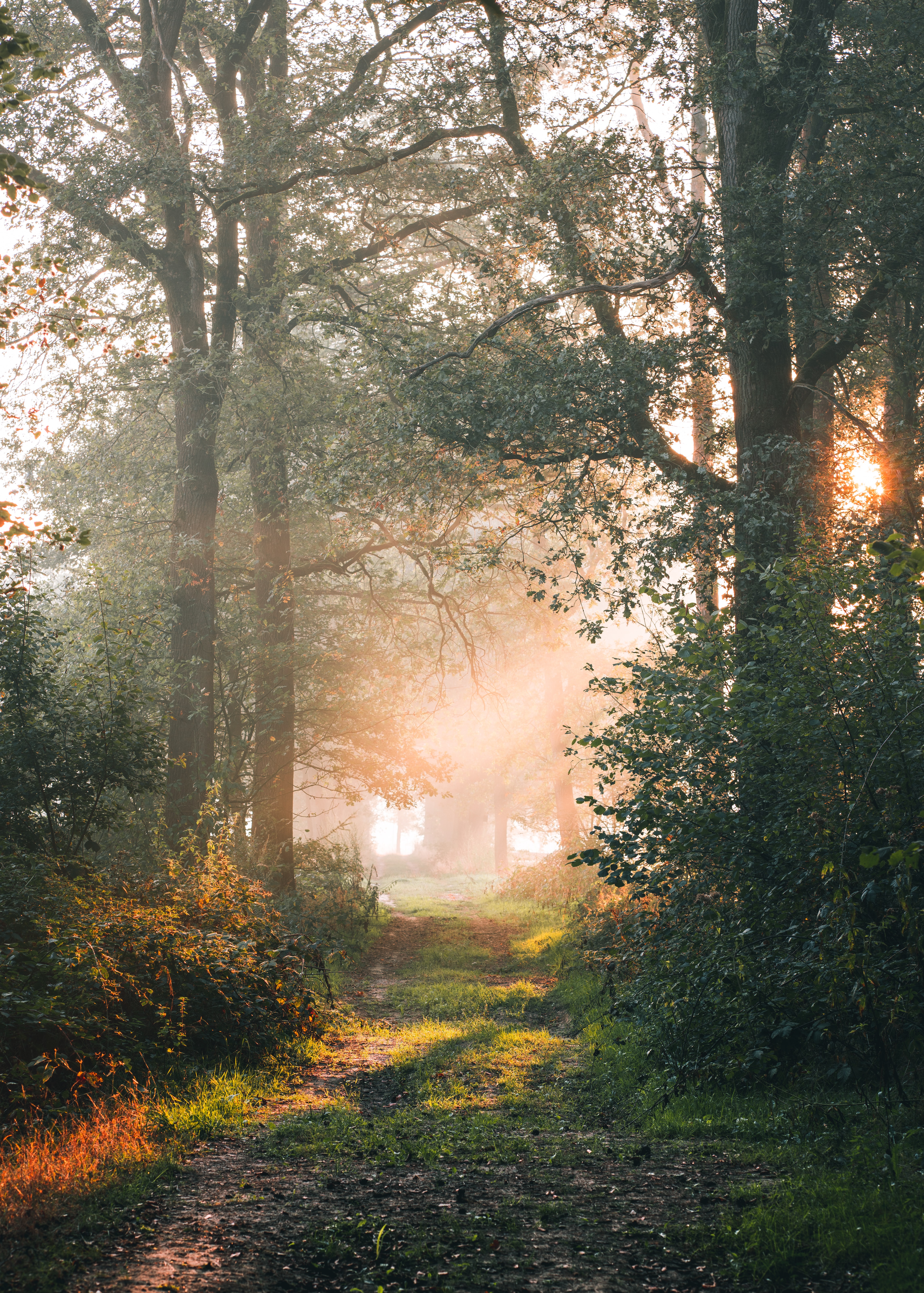 forest, nature, sun, beams, rays, branches, path desktop HD wallpaper