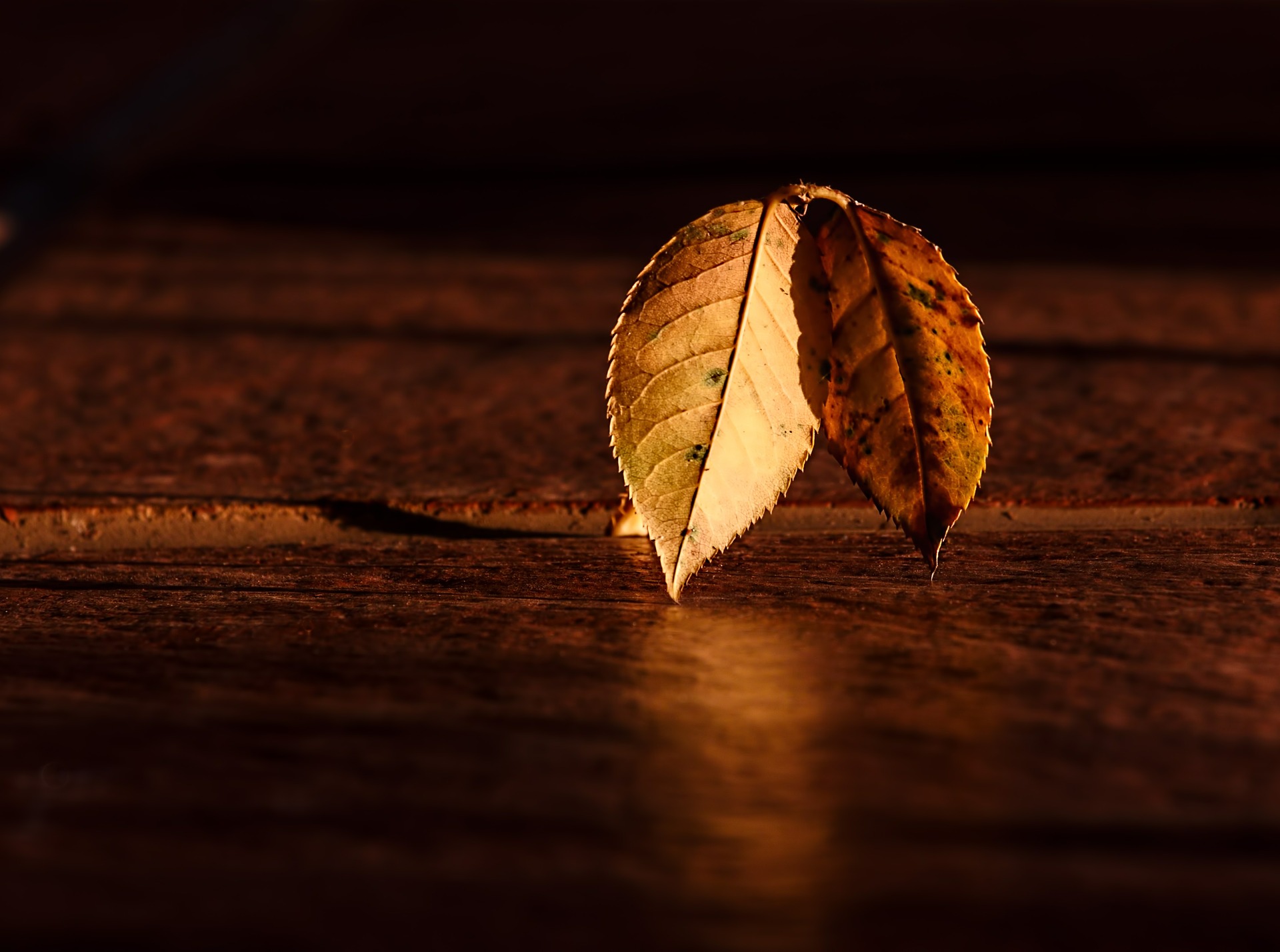 Free download wallpaper Nature, Leaf, Fall, Photography on your PC desktop